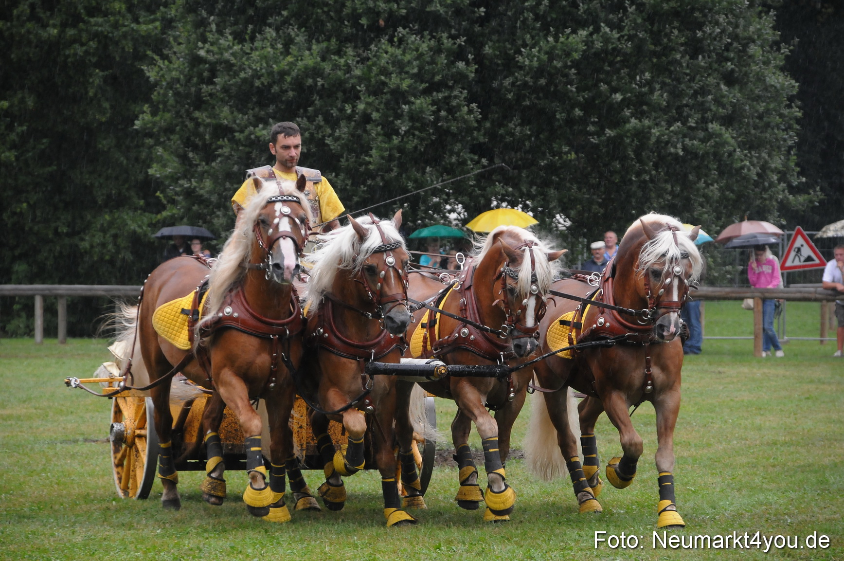 Pferde und Fohlenschau 190813 0173