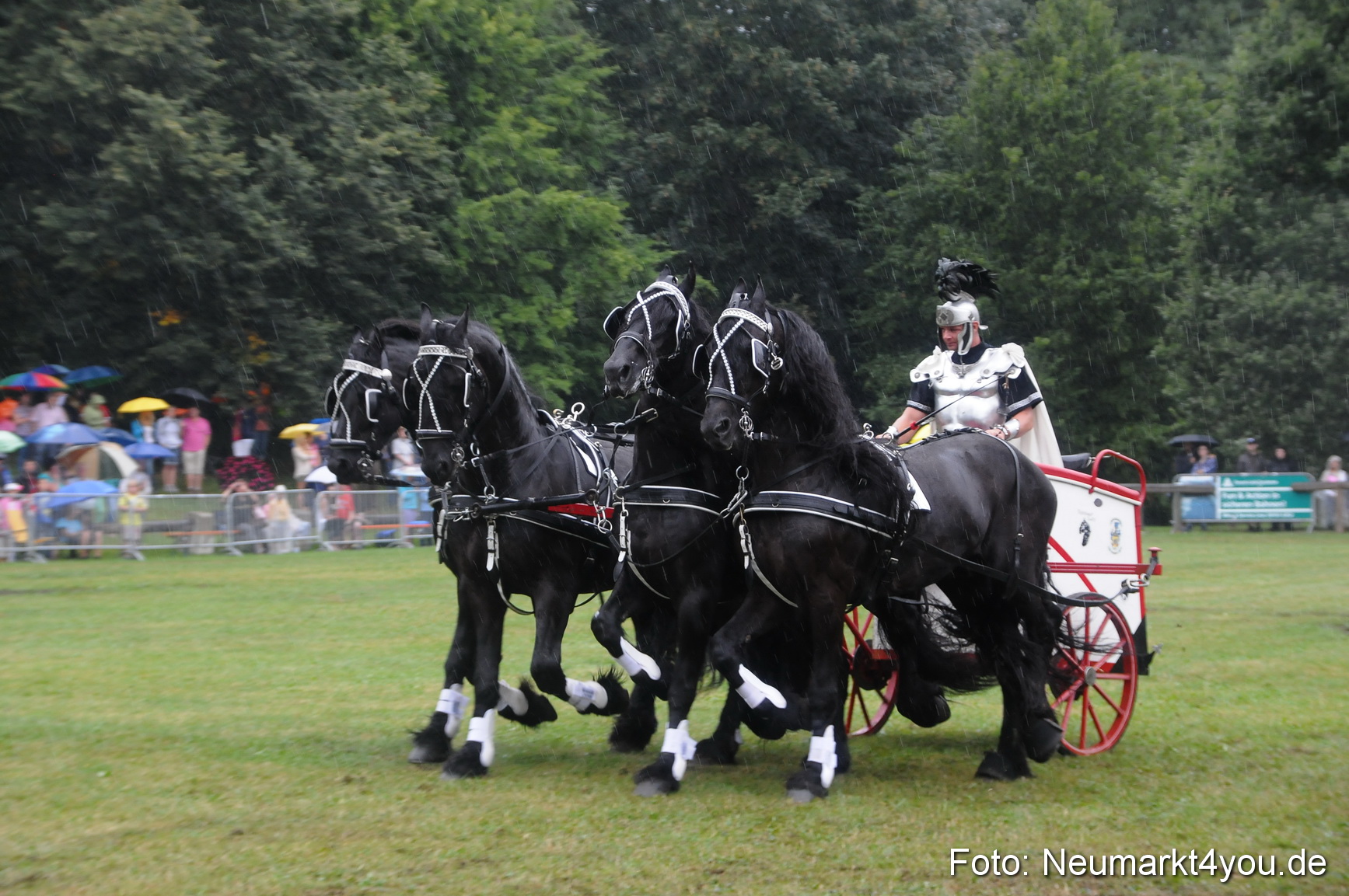 Pferde und Fohlenschau 190813 0174