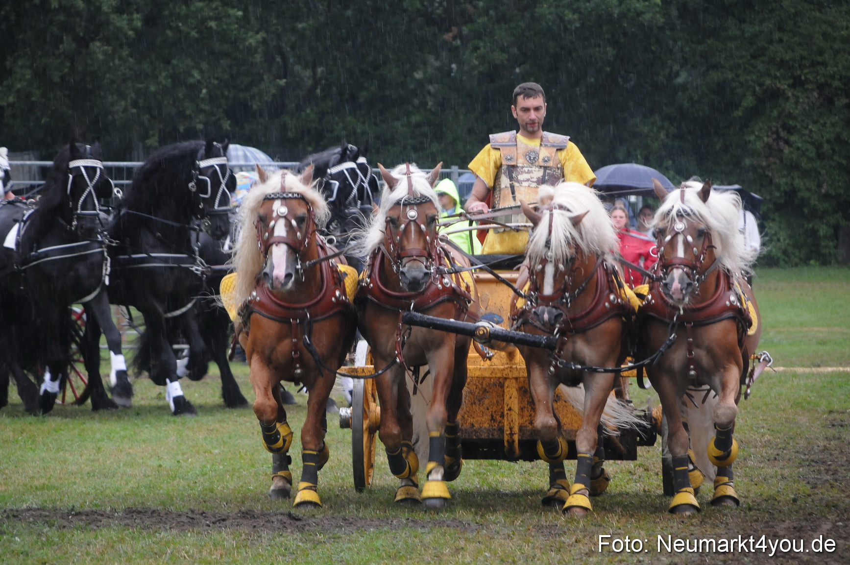 Pferde und Fohlenschau 190813 0175