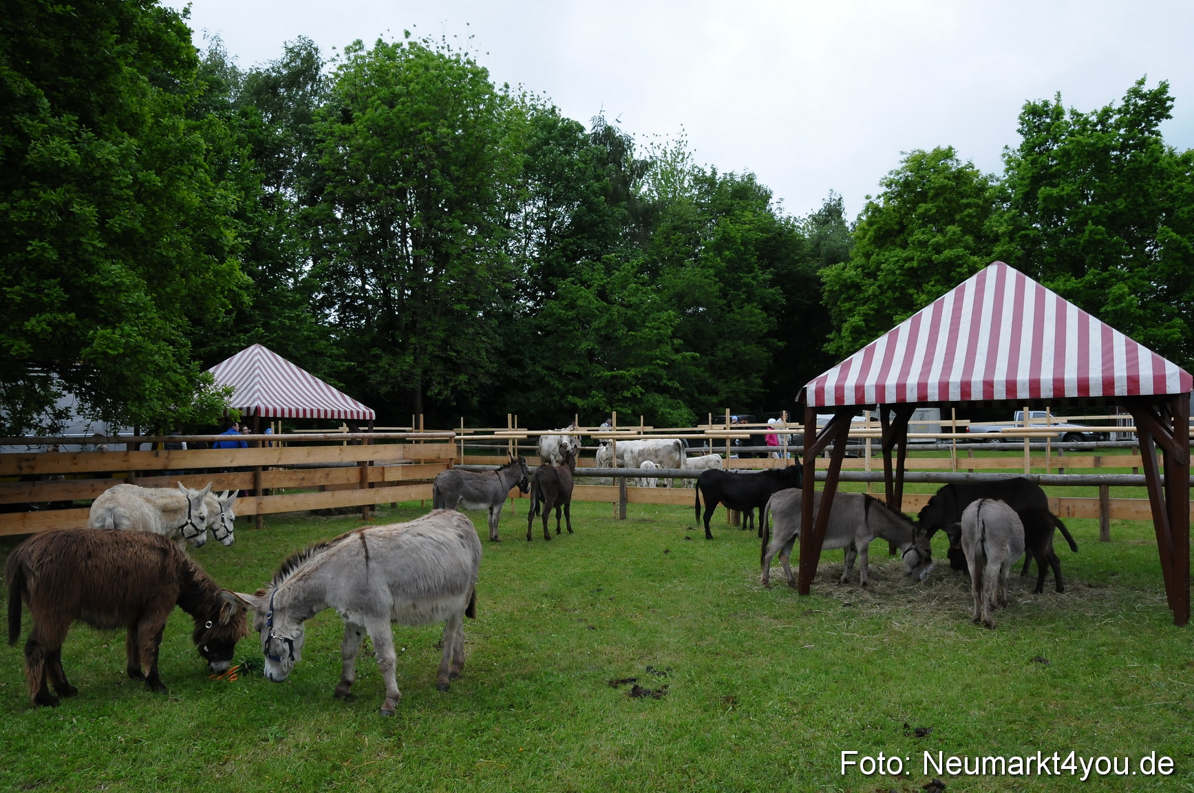 Fruehlingsfest Neumarkt 2014 0119