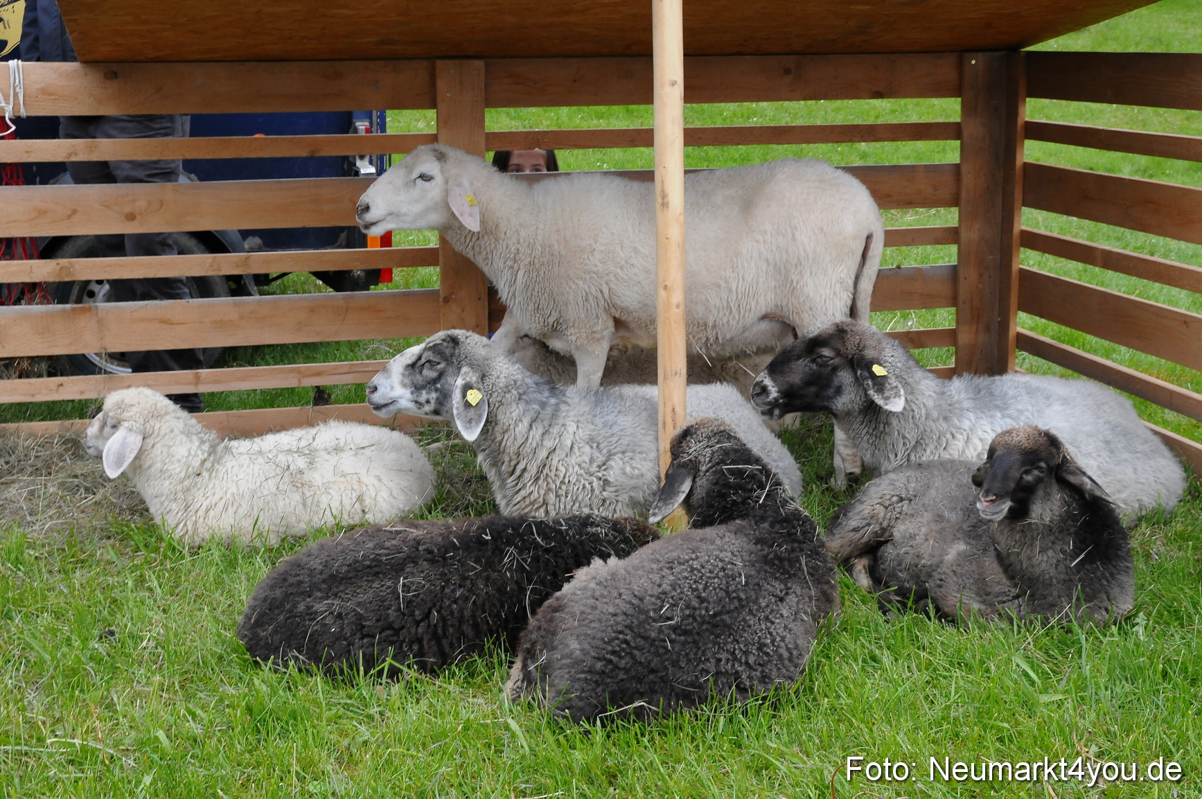 Fruehlingsfest Neumarkt 2014 0122