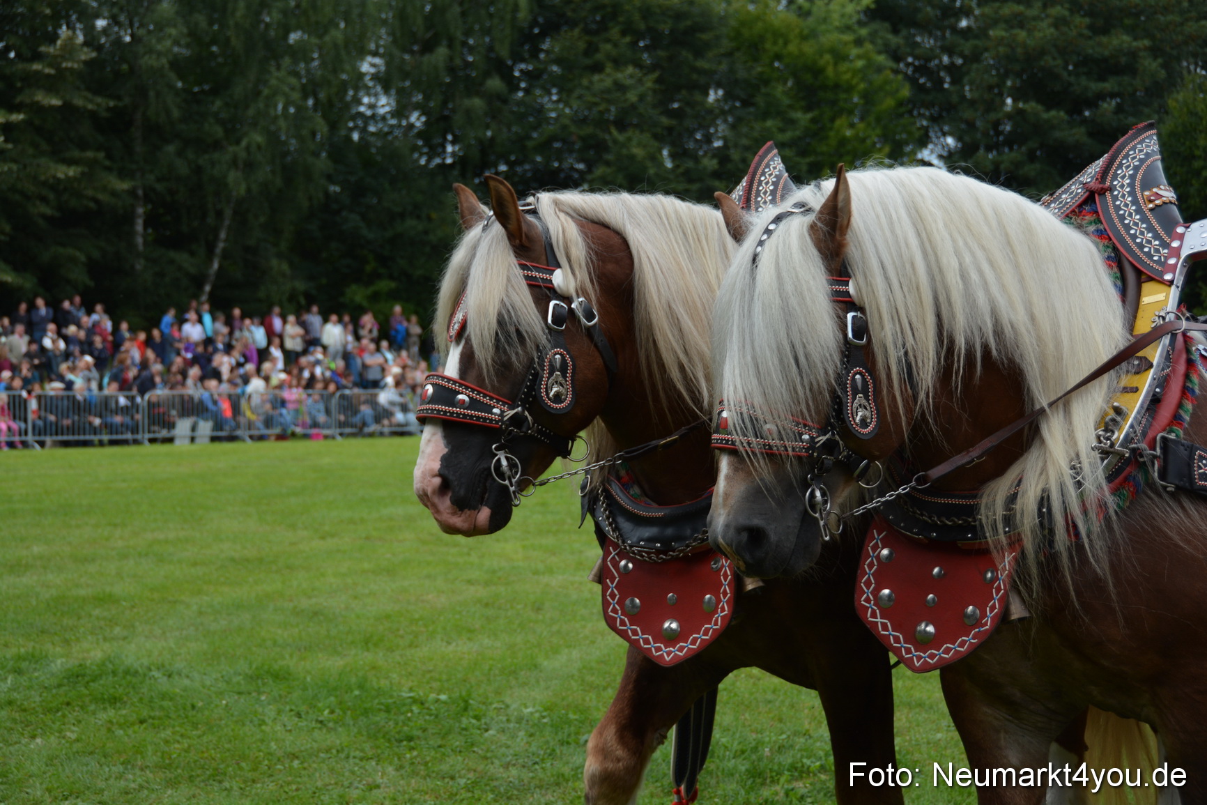 Pferdeschau JURA Volksfest 180814 0004