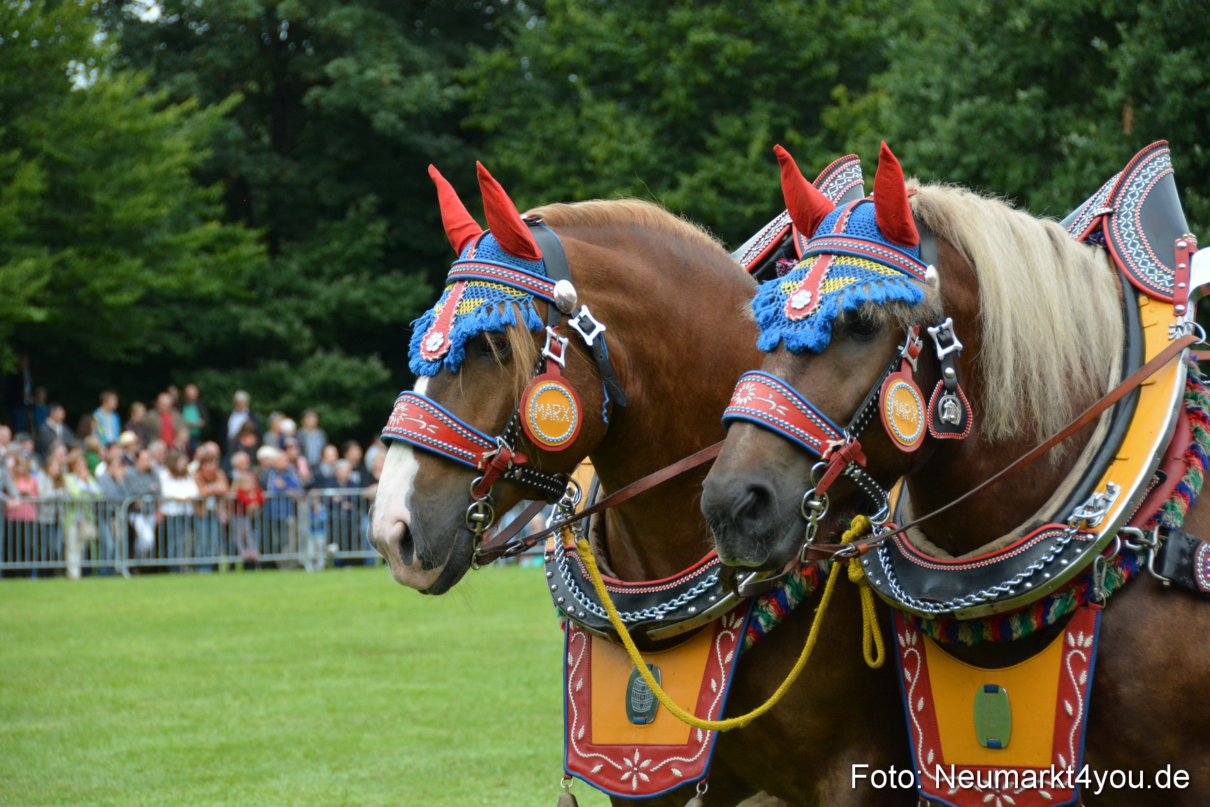 Pferdeschau JURA Volksfest 180814 0042