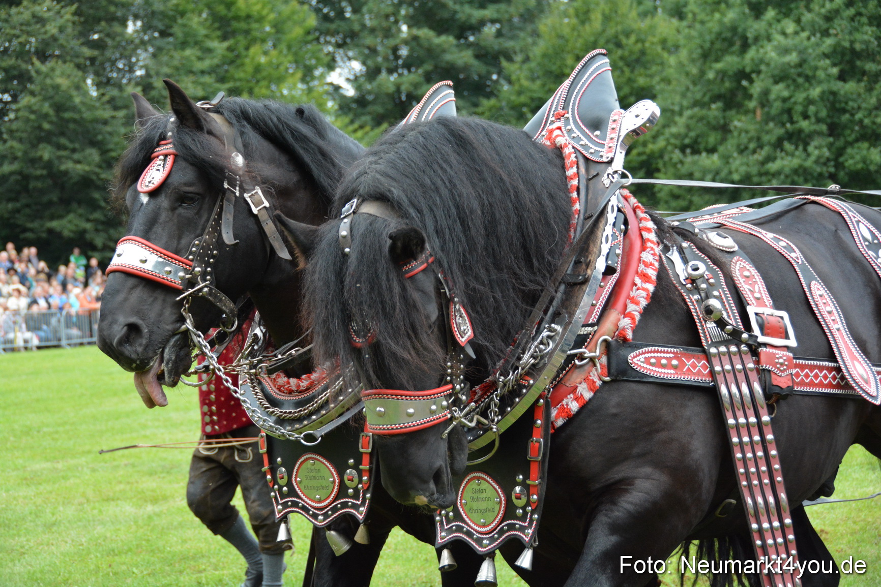 Pferdeschau JURA Volksfest 180814 0047