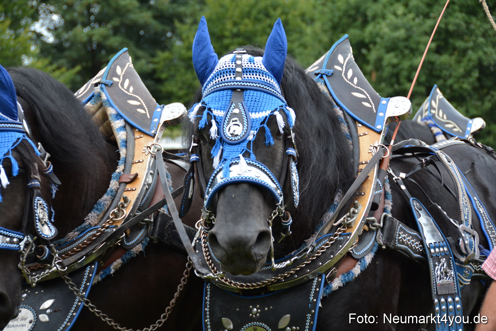 Pferdeschau JURA Volksfest 180814 0054