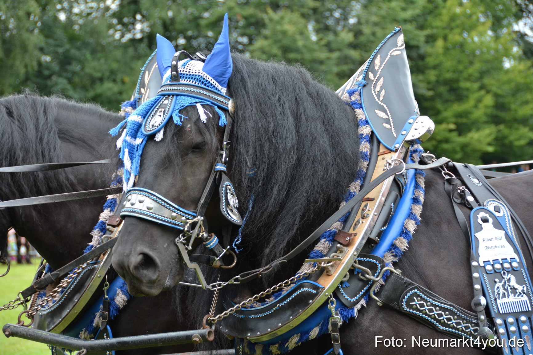 Pferdeschau JURA Volksfest 180814 0055