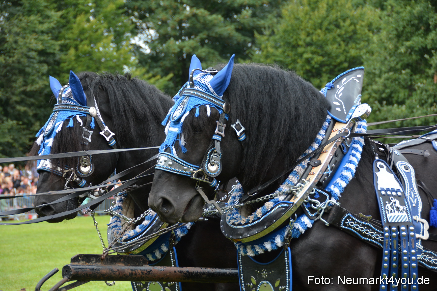 Pferdeschau JURA Volksfest 180814 0056