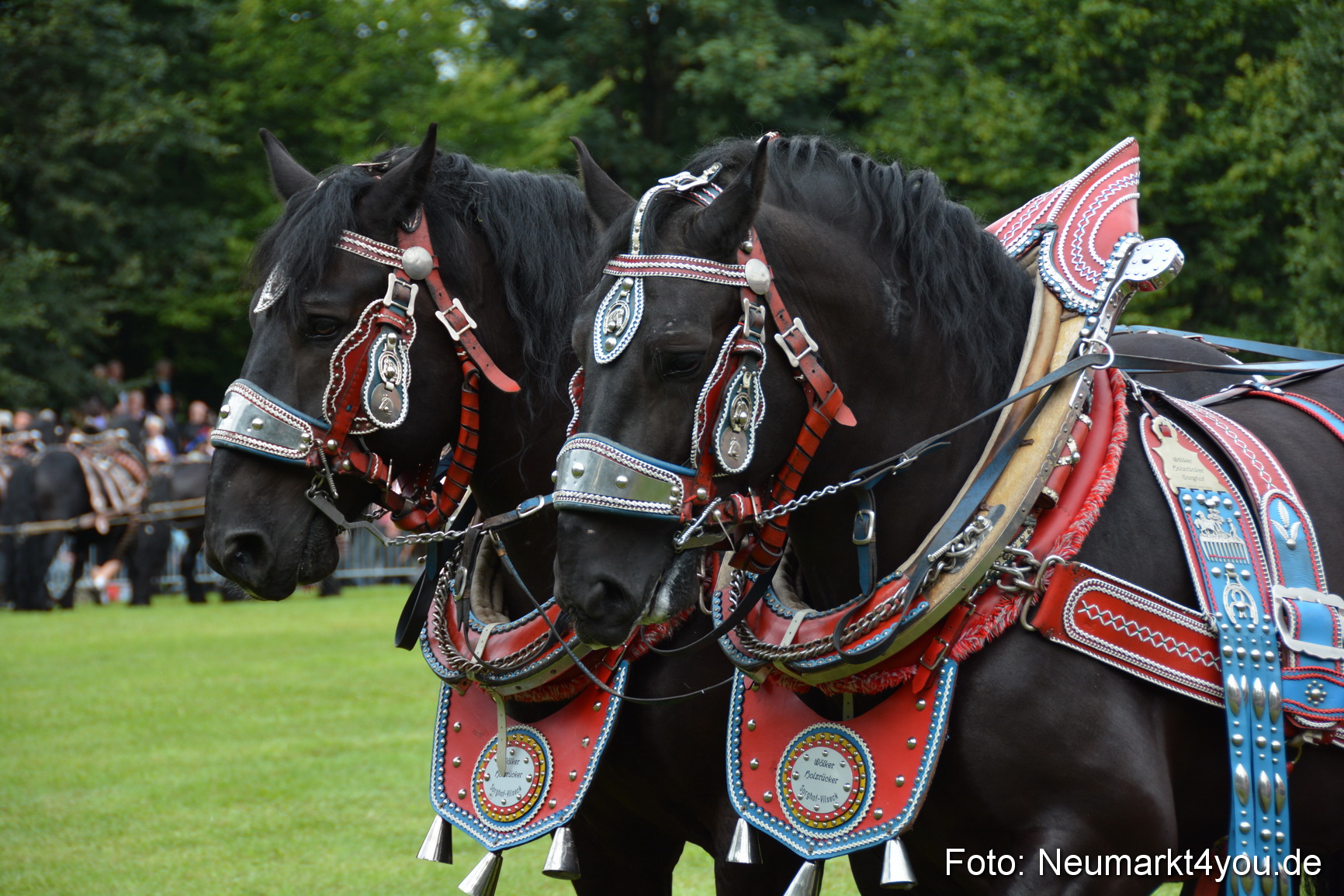 Pferdeschau JURA Volksfest 180814 0060