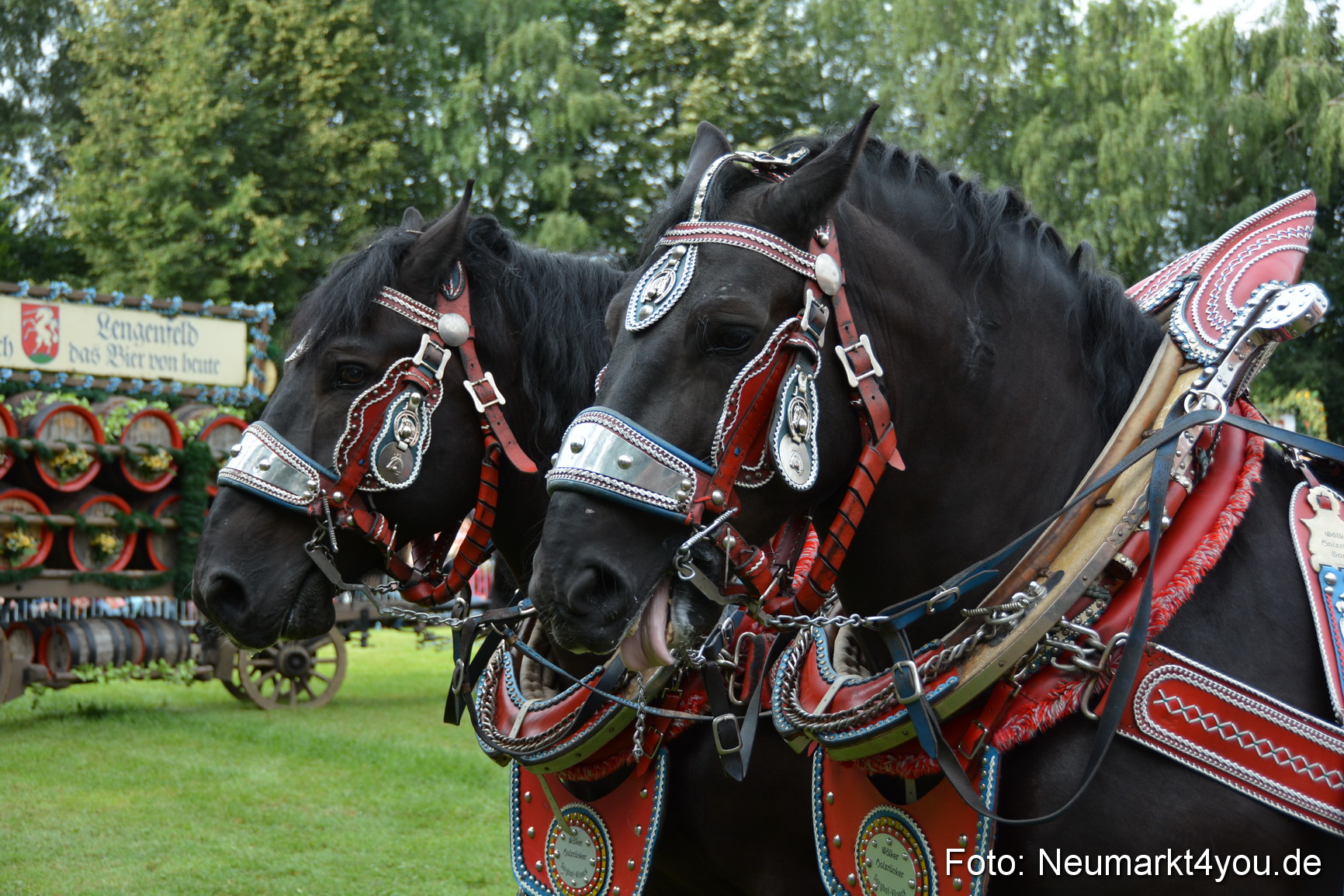 Pferdeschau JURA Volksfest 180814 0081