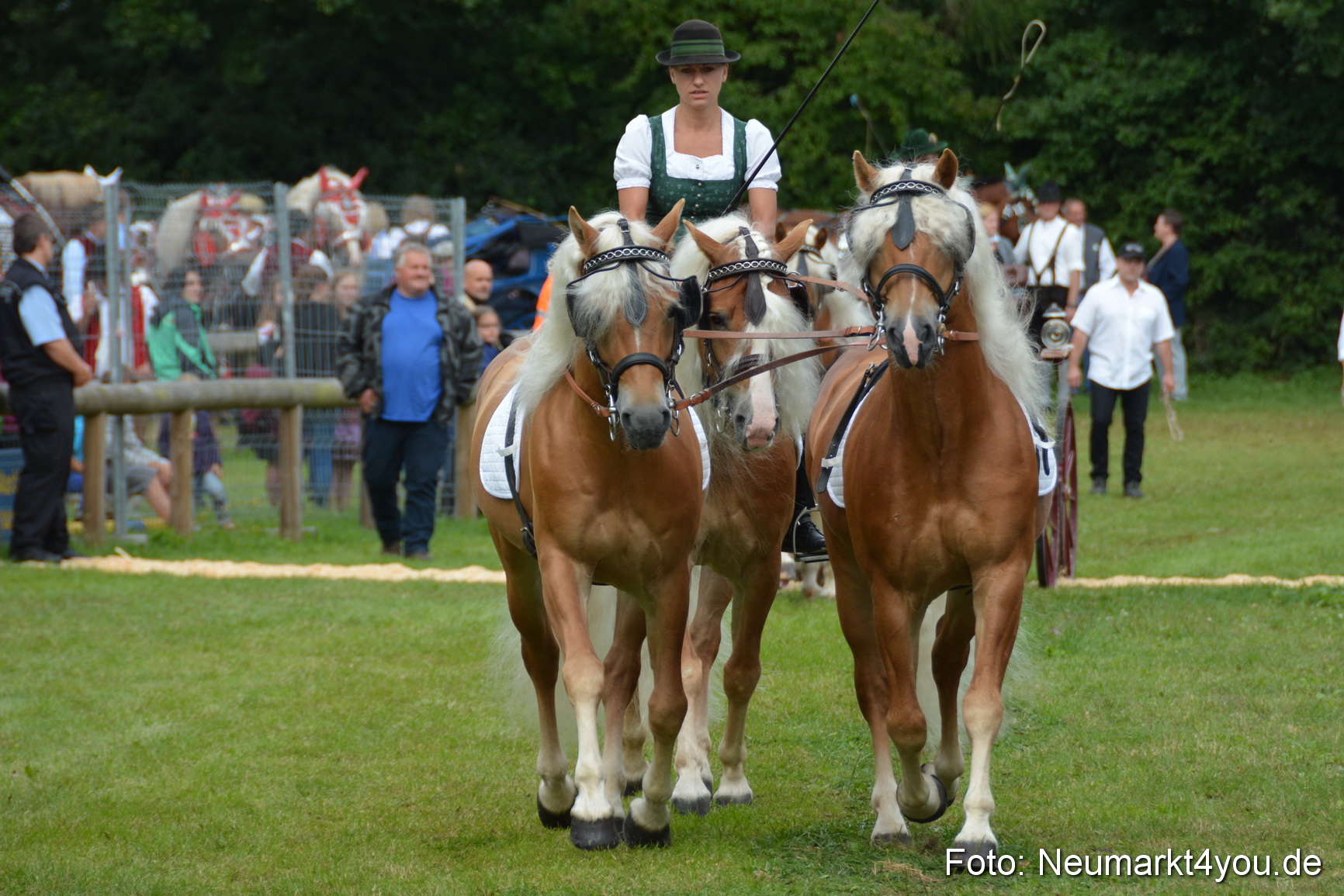 Pferdeschau JURA Volksfest 180814 0131