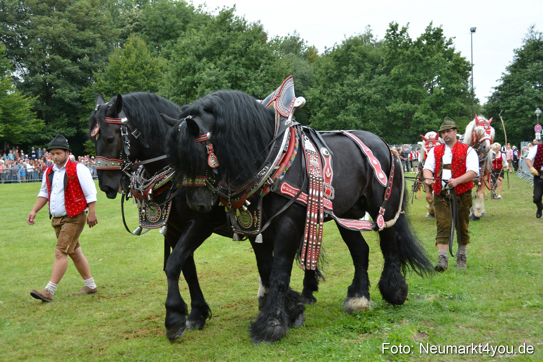 Pferdeschau JURA Volksfest 180814 0151