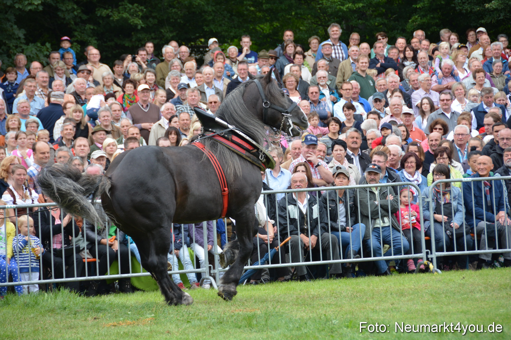 Pferdeschau JURA Volksfest 180814 0155