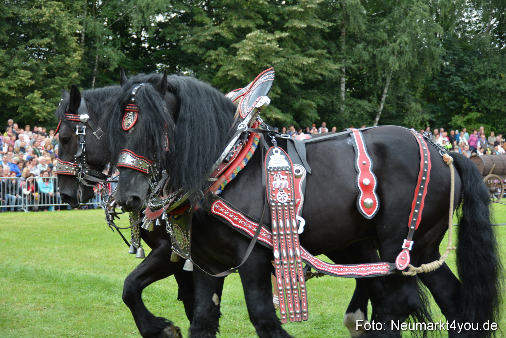 Pferdeschau JURA Volksfest 180814 0158