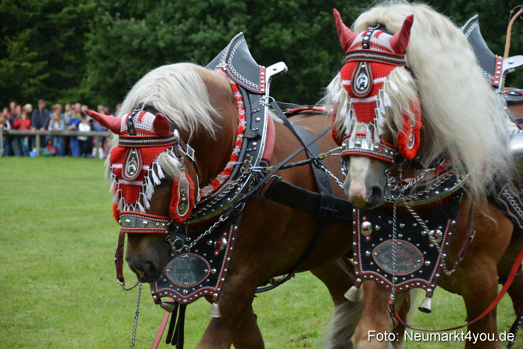 Pferdeschau JURA Volksfest 180814 0159