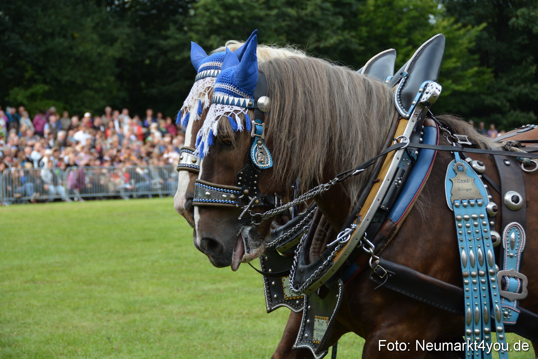Pferdeschau JURA Volksfest 180814 0164