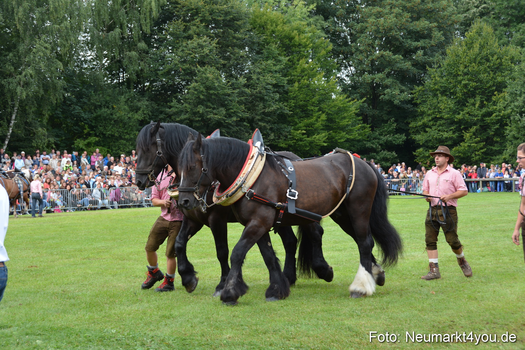 Pferdeschau JURA Volksfest 180814 0166