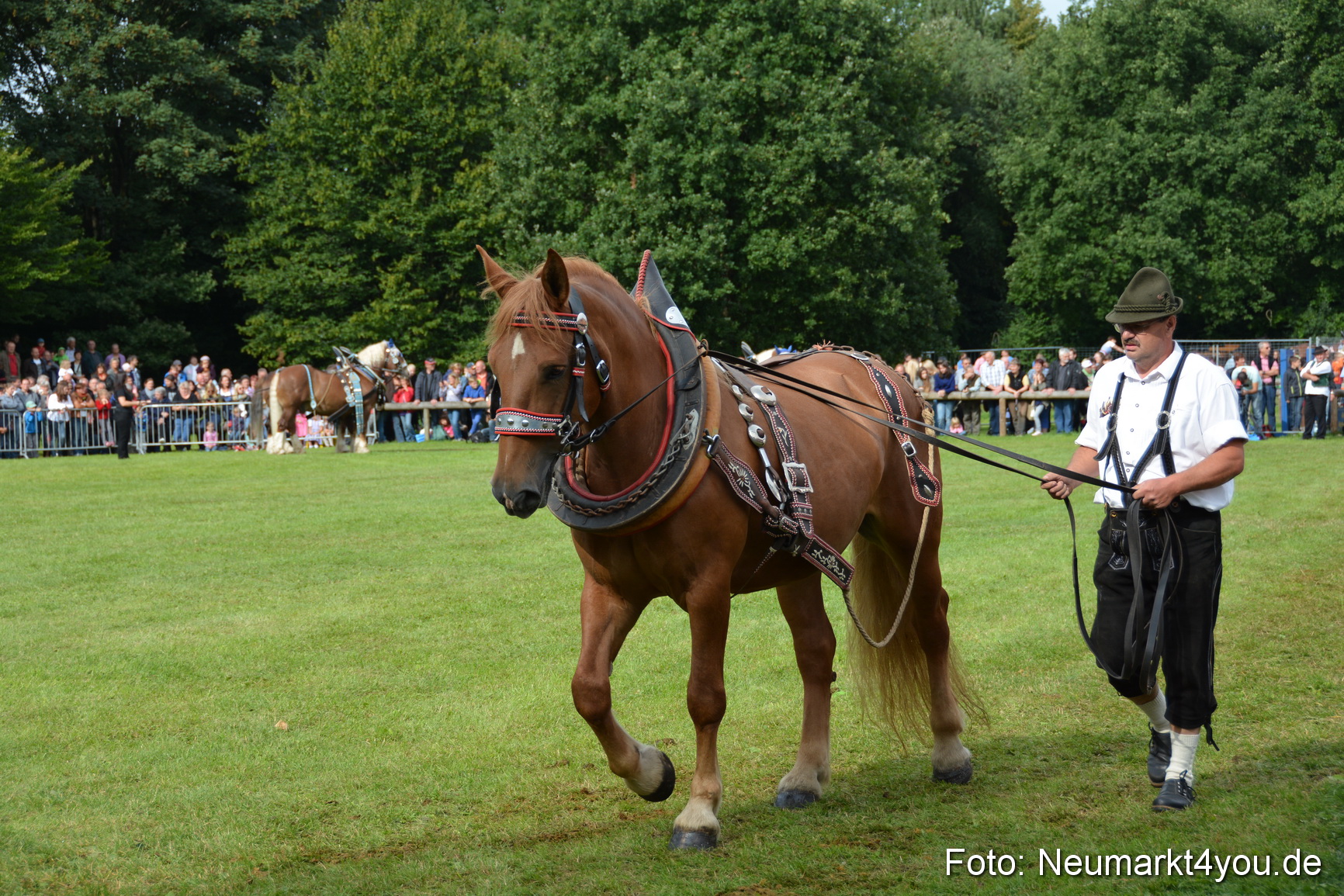 Pferdeschau JURA Volksfest 180814 0168