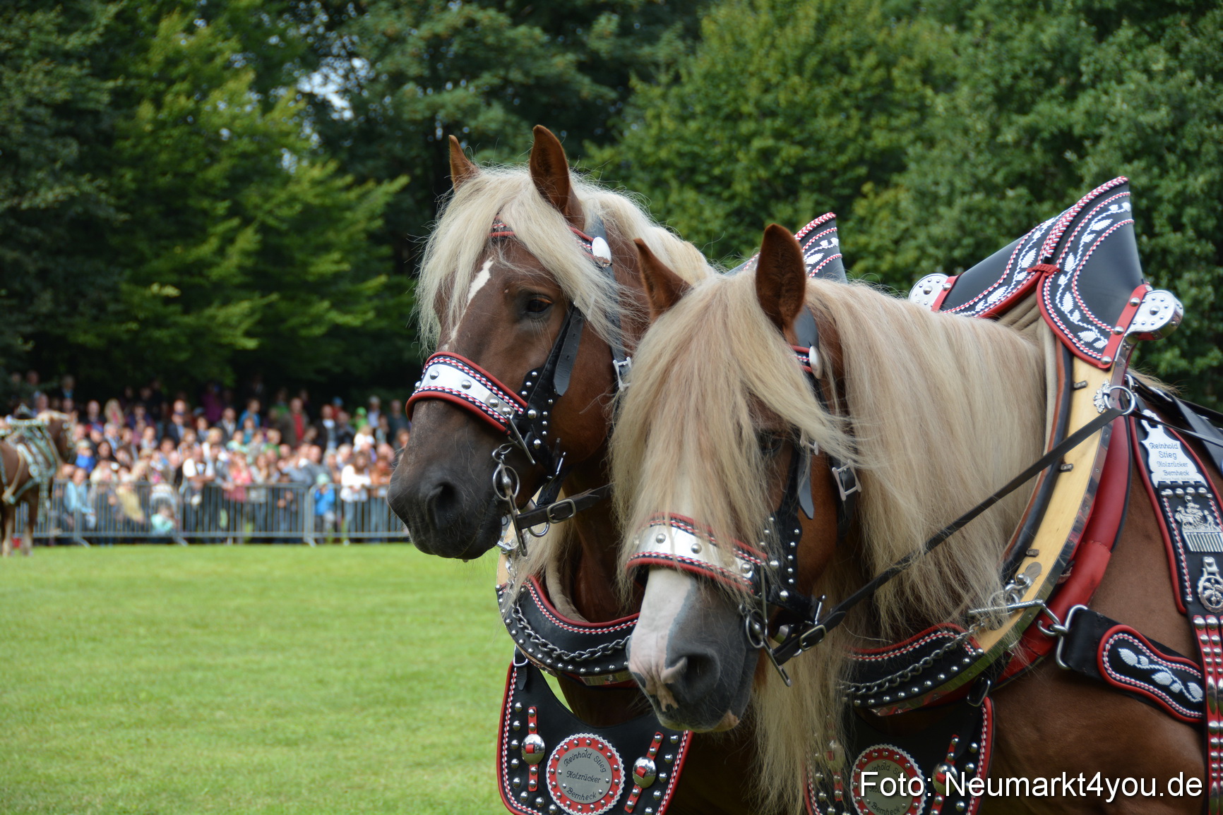 Pferdeschau JURA Volksfest 180814 0170