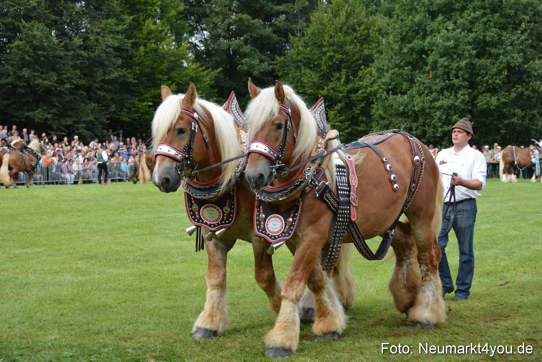 Pferdeschau JURA Volksfest 180814 0171