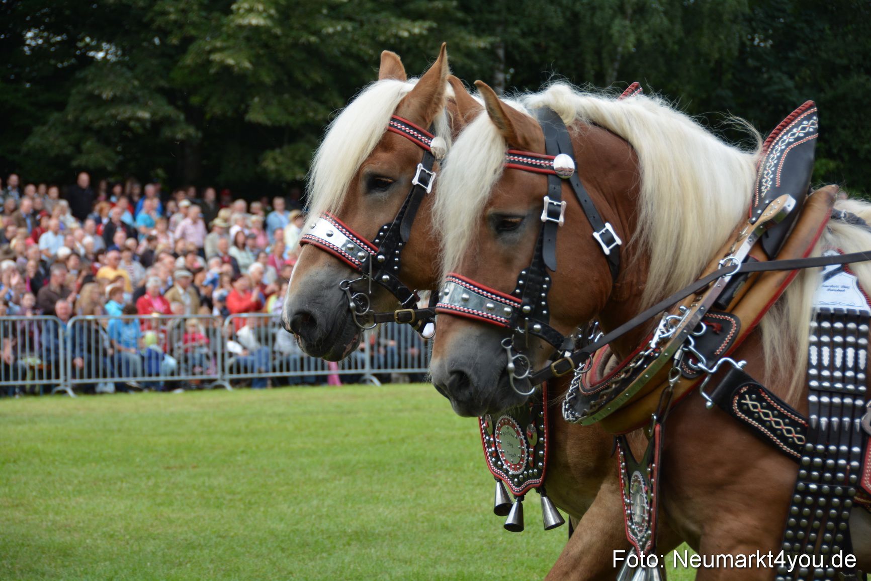 Pferdeschau JURA Volksfest 180814 0172
