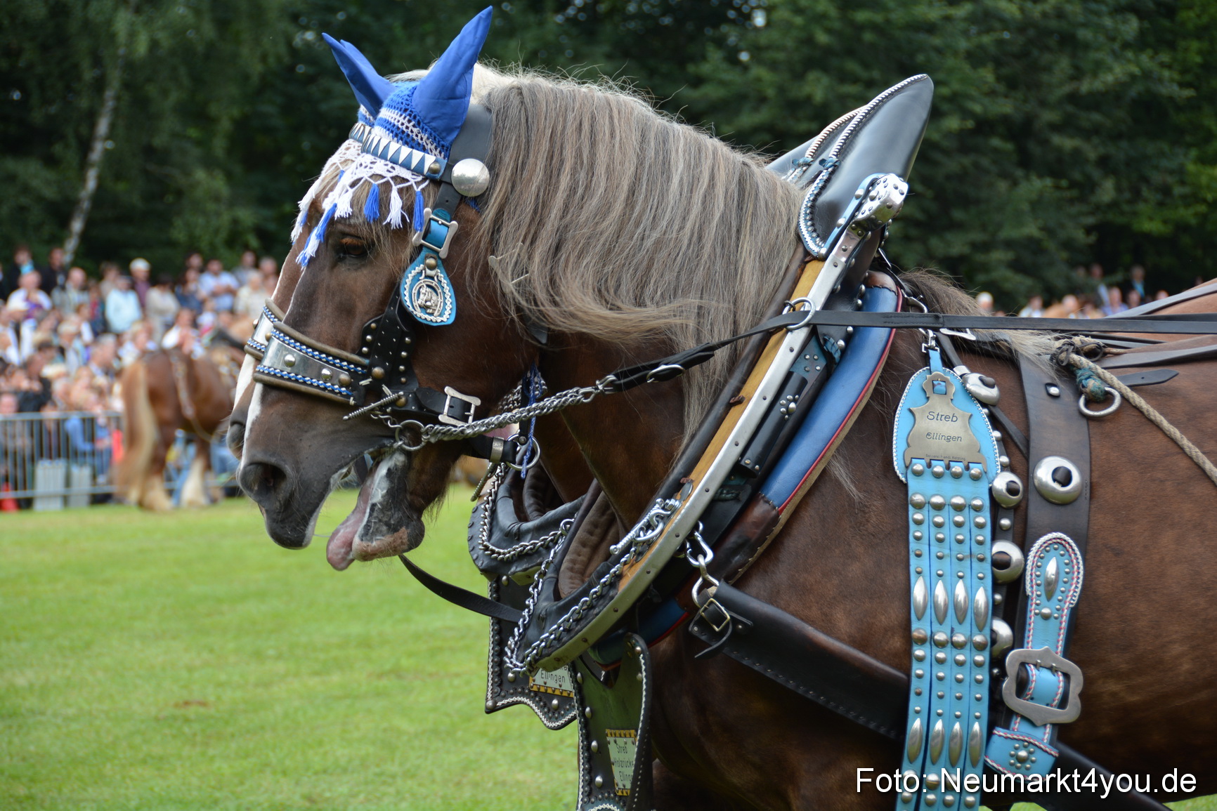 Pferdeschau JURA Volksfest 180814 0173