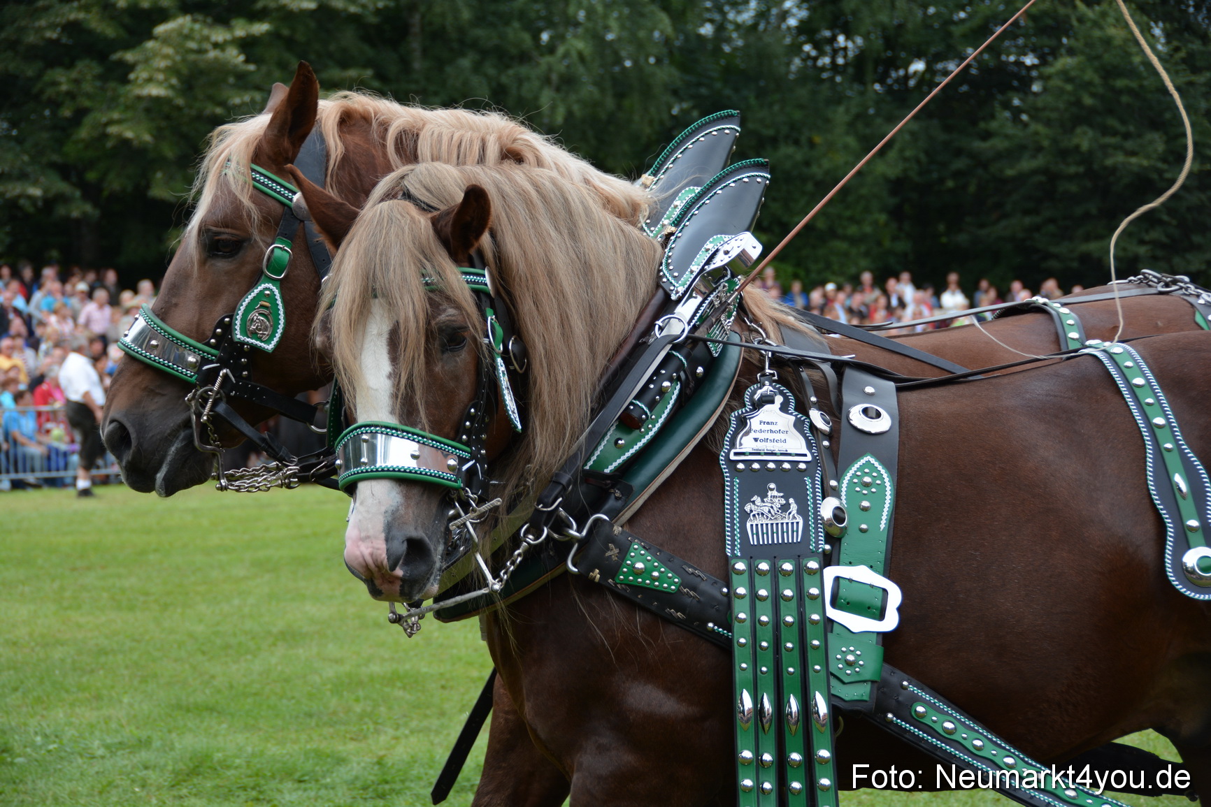 Pferdeschau JURA Volksfest 180814 0175