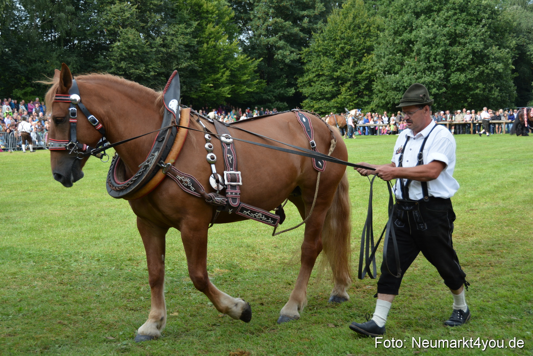 Pferdeschau JURA Volksfest 180814 0177