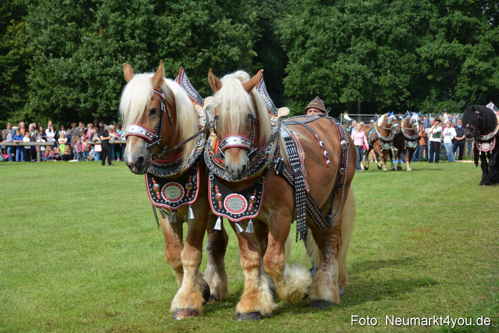 Pferdeschau JURA Volksfest 180814 0179