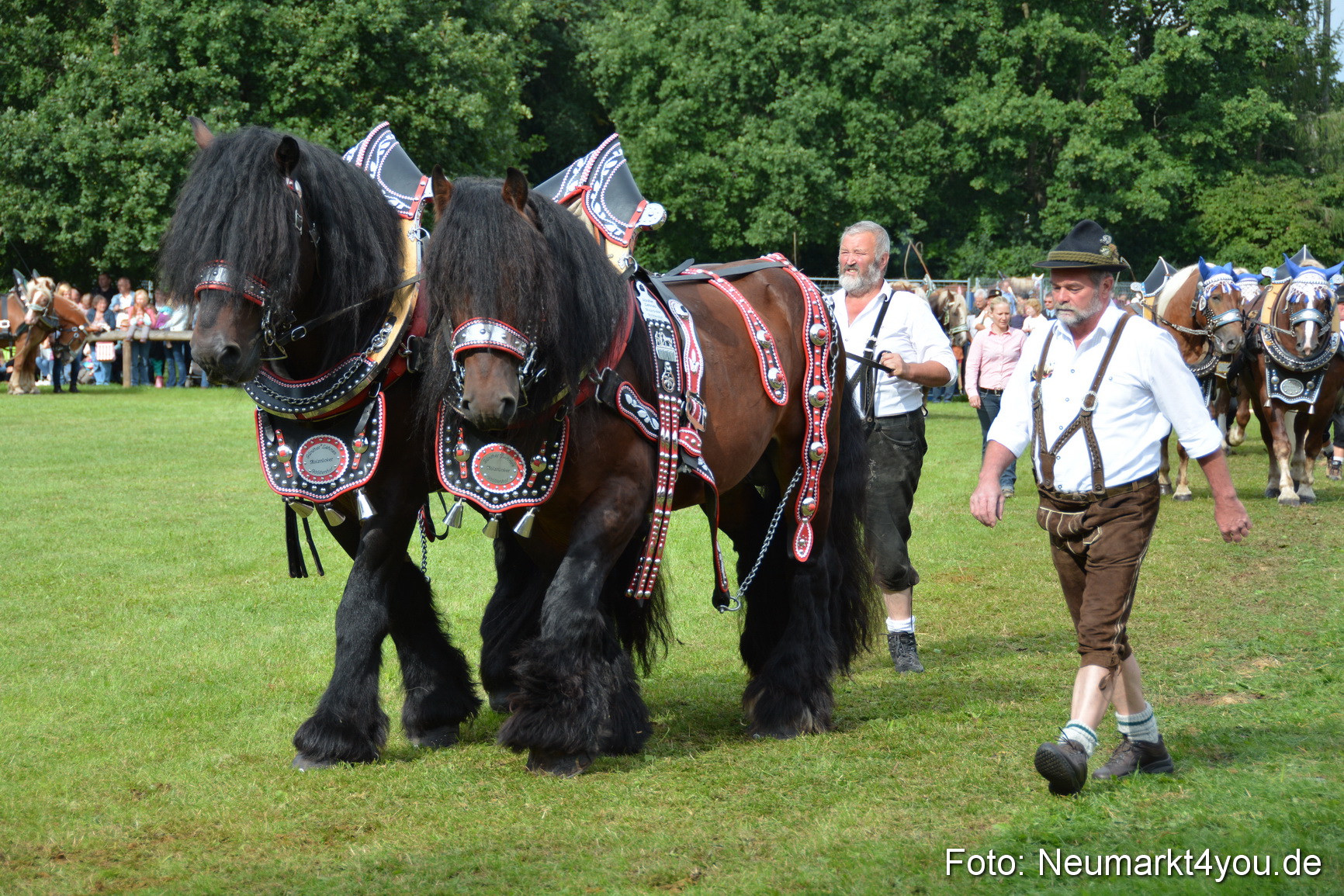 Pferdeschau JURA Volksfest 180814 0180