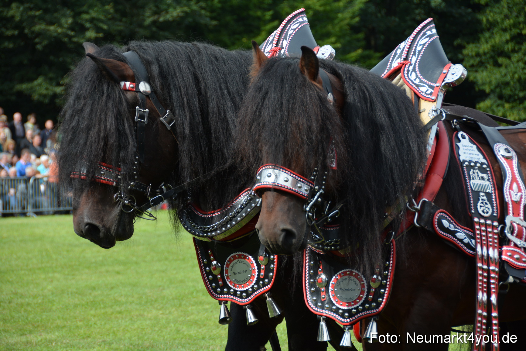 Pferdeschau JURA Volksfest 180814 0181