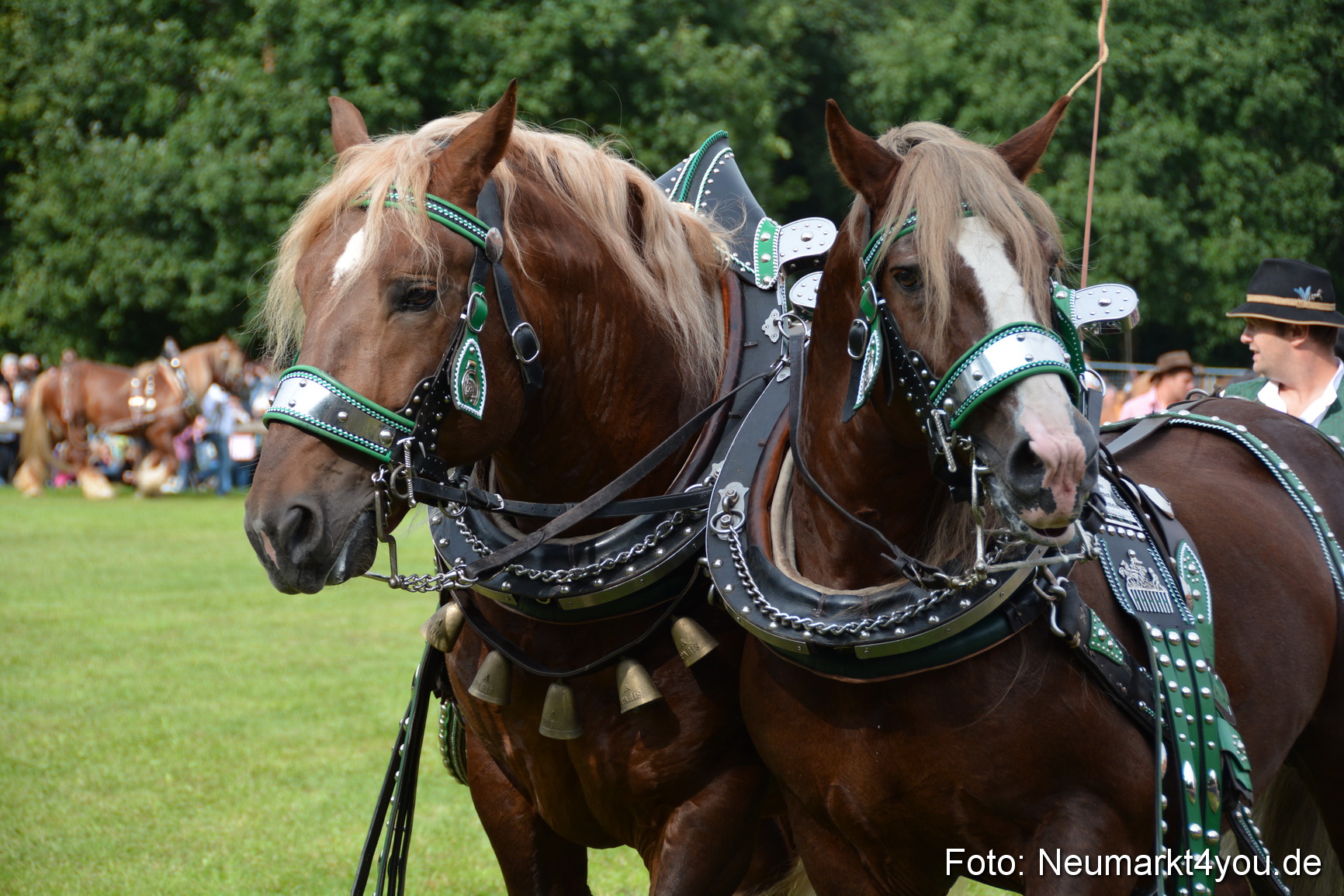 Pferdeschau JURA Volksfest 180814 0182