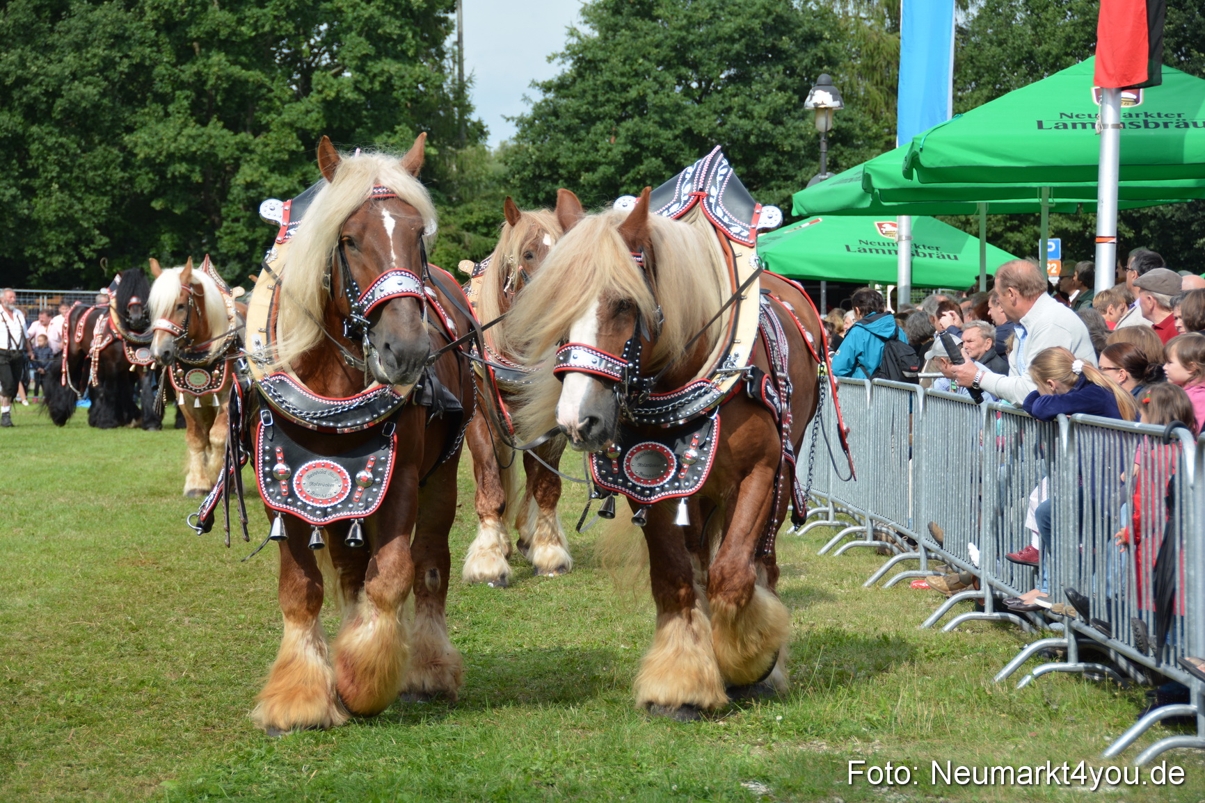 Pferdeschau JURA Volksfest 180814 0184