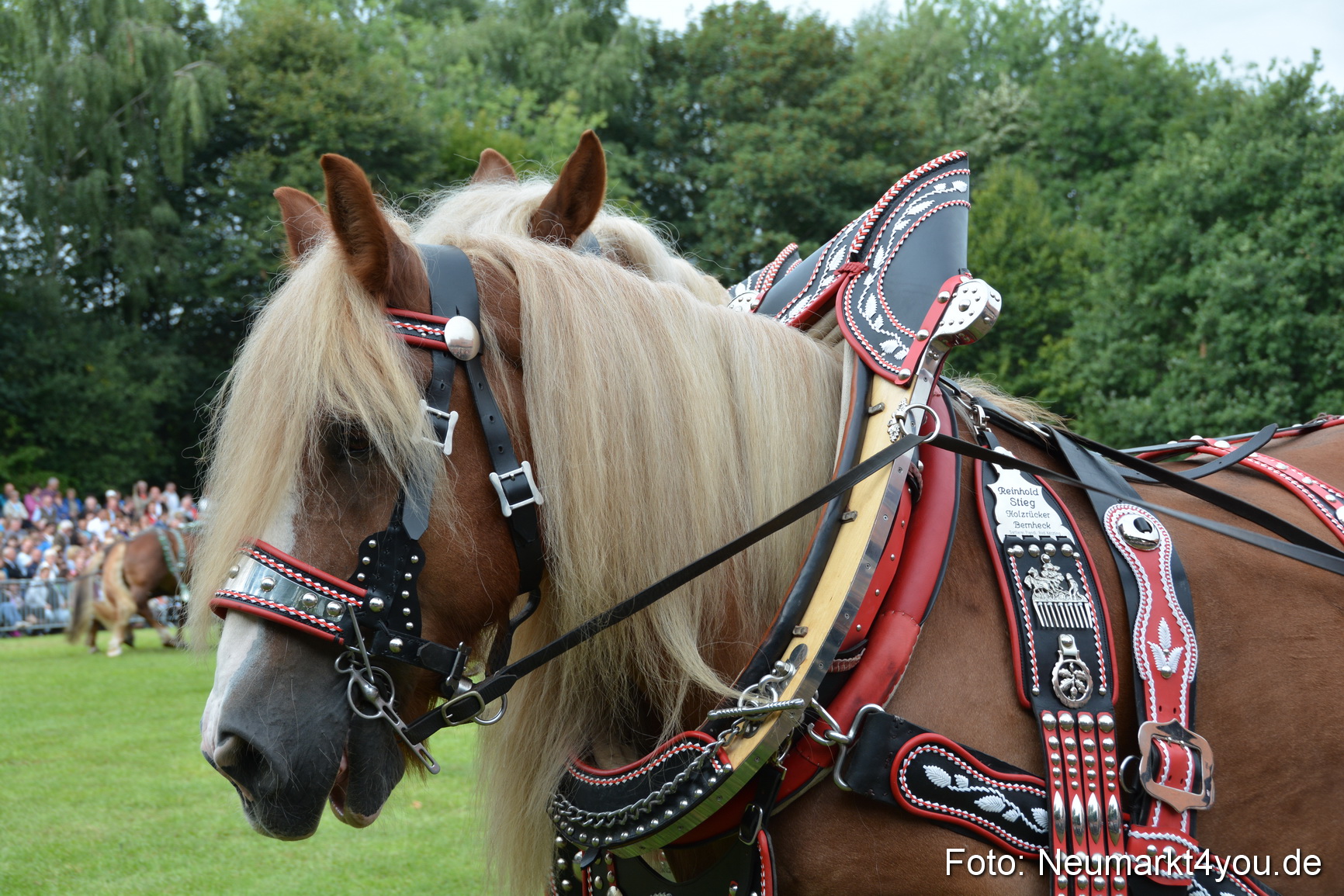 Pferdeschau JURA Volksfest 180814 0185