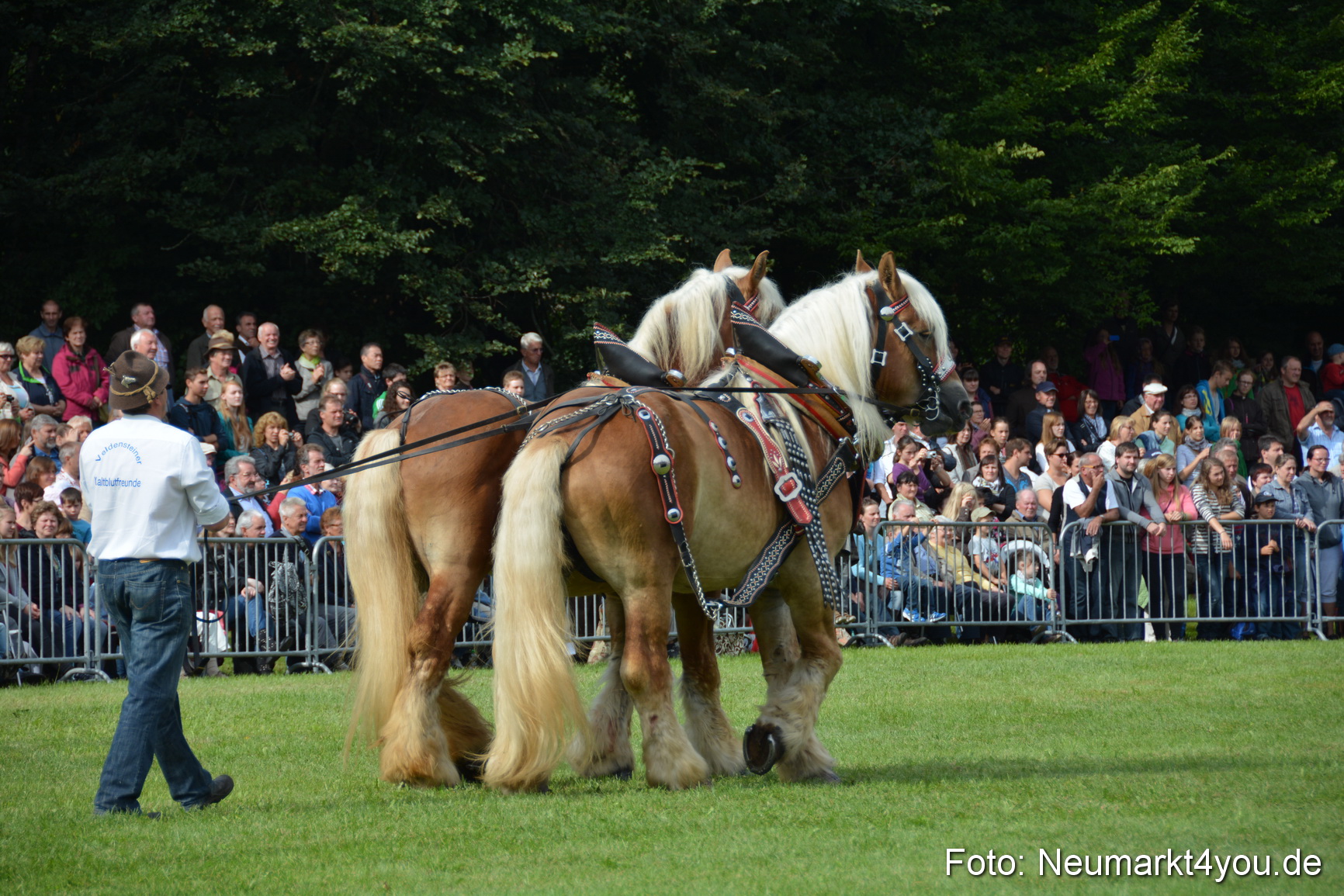 Pferdeschau JURA Volksfest 180814 0186