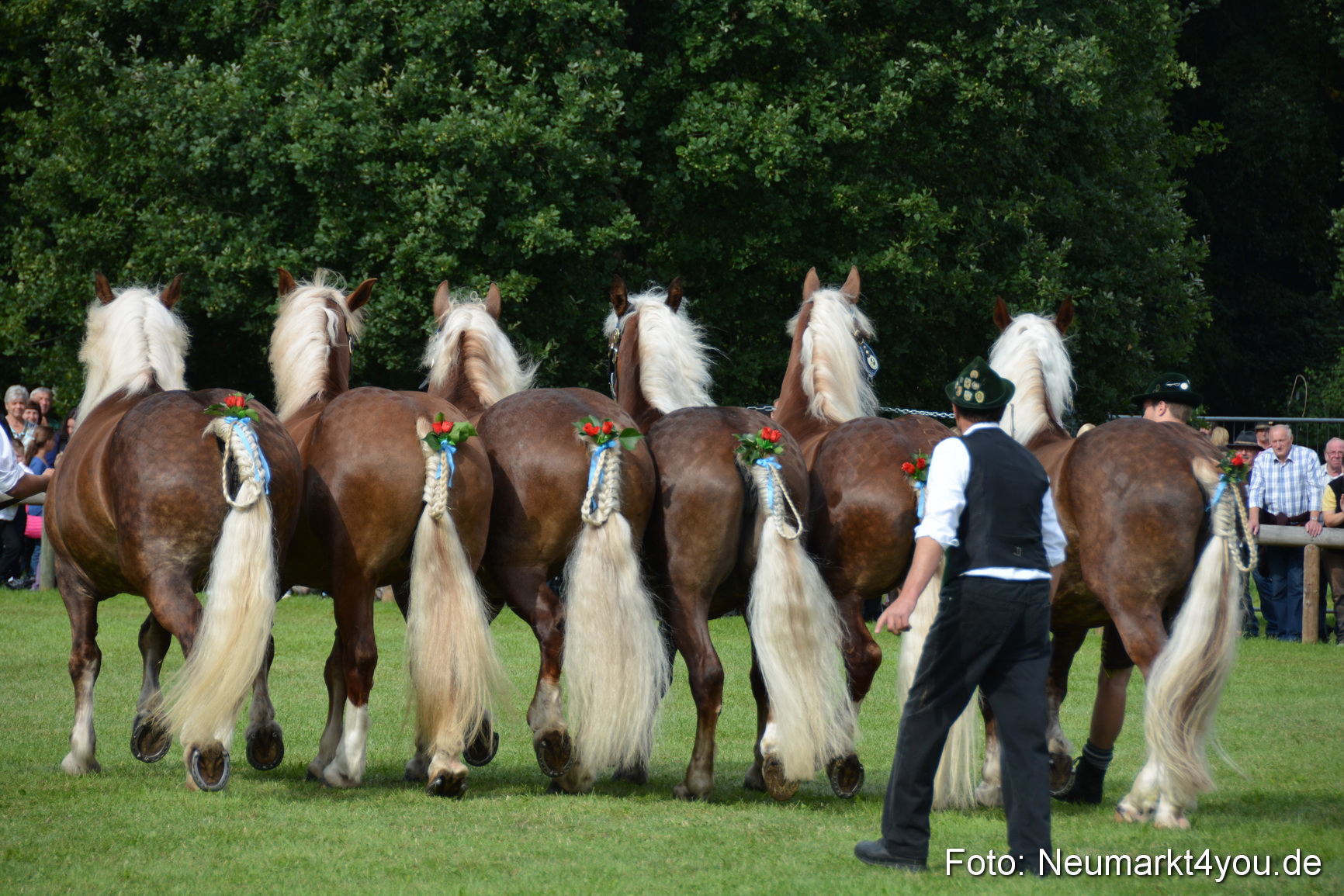 Pferdeschau JURA Volksfest 180814 0188