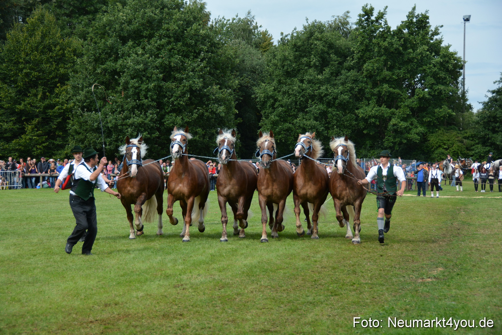 Pferdeschau JURA Volksfest 180814 0189