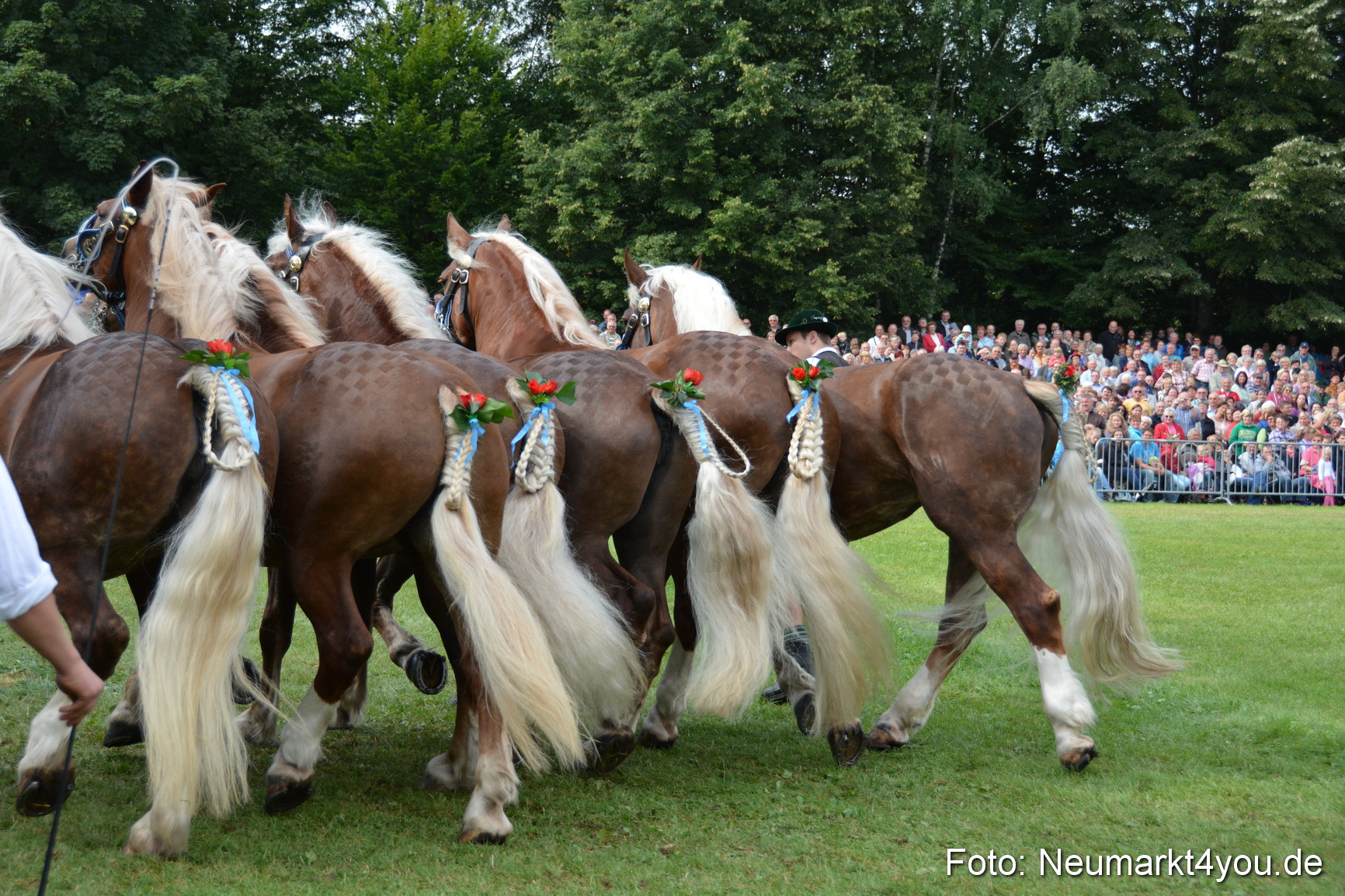 Pferdeschau JURA Volksfest 180814 0192
