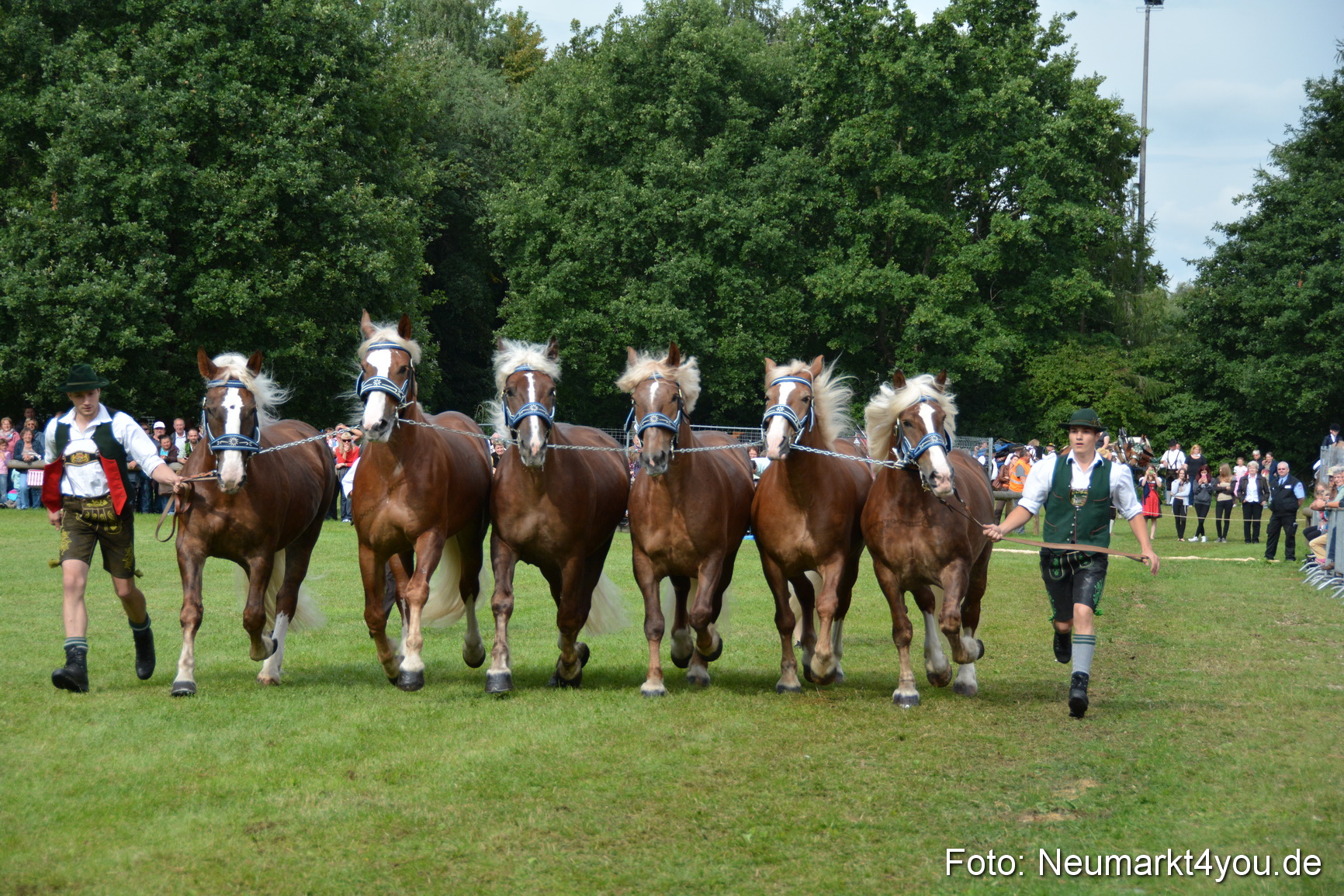 Pferdeschau JURA Volksfest 180814 0193