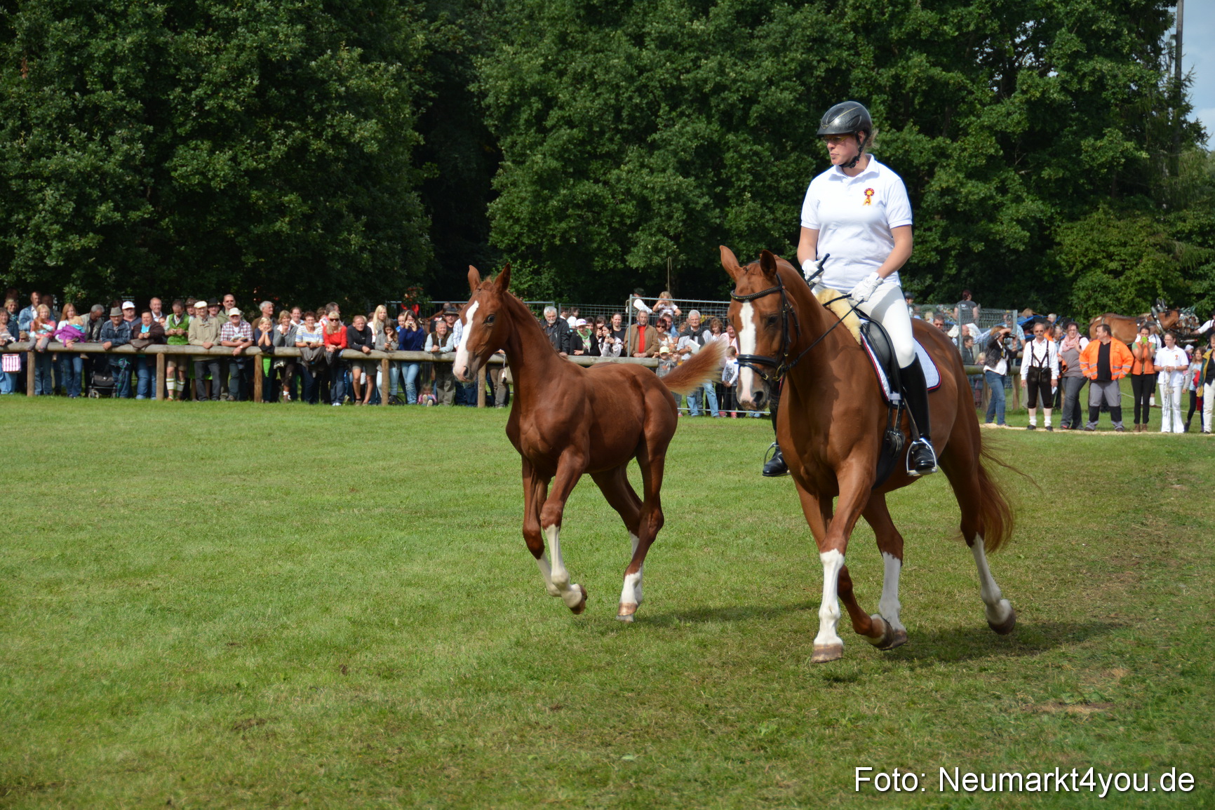 Pferdeschau JURA Volksfest 180814 0230