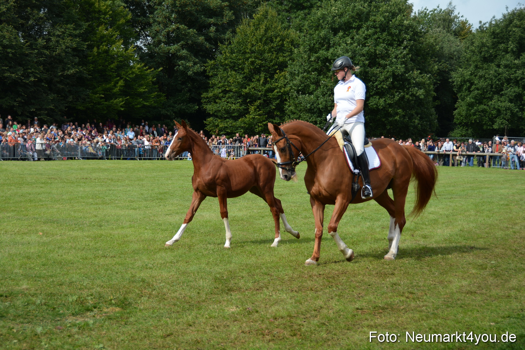 Pferdeschau JURA Volksfest 180814 0231
