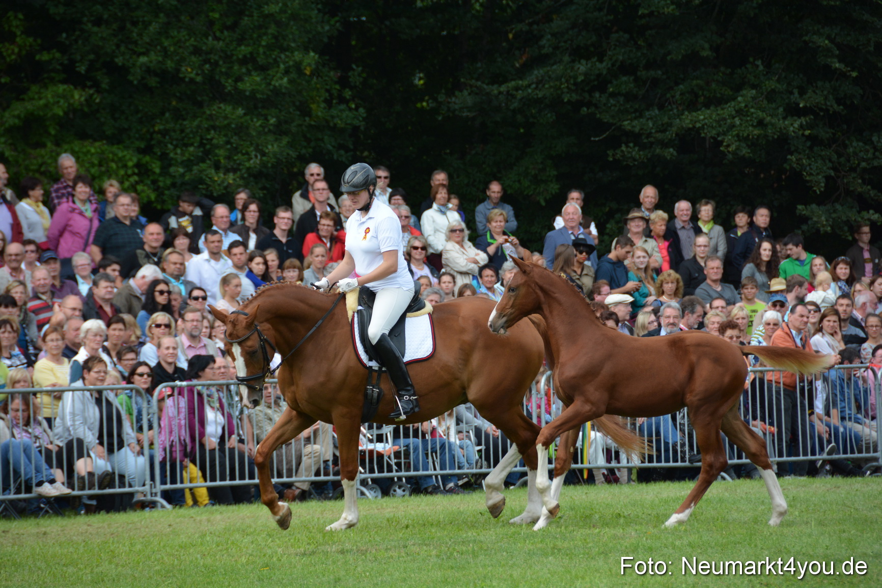 Pferdeschau JURA Volksfest 180814 0232