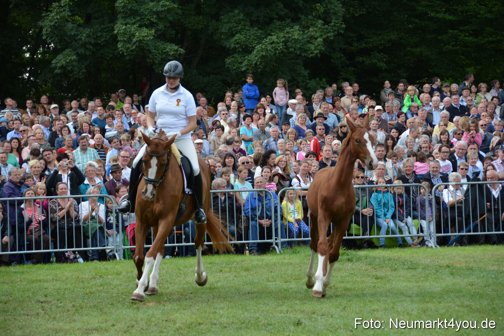 Pferdeschau JURA Volksfest 180814 0233
