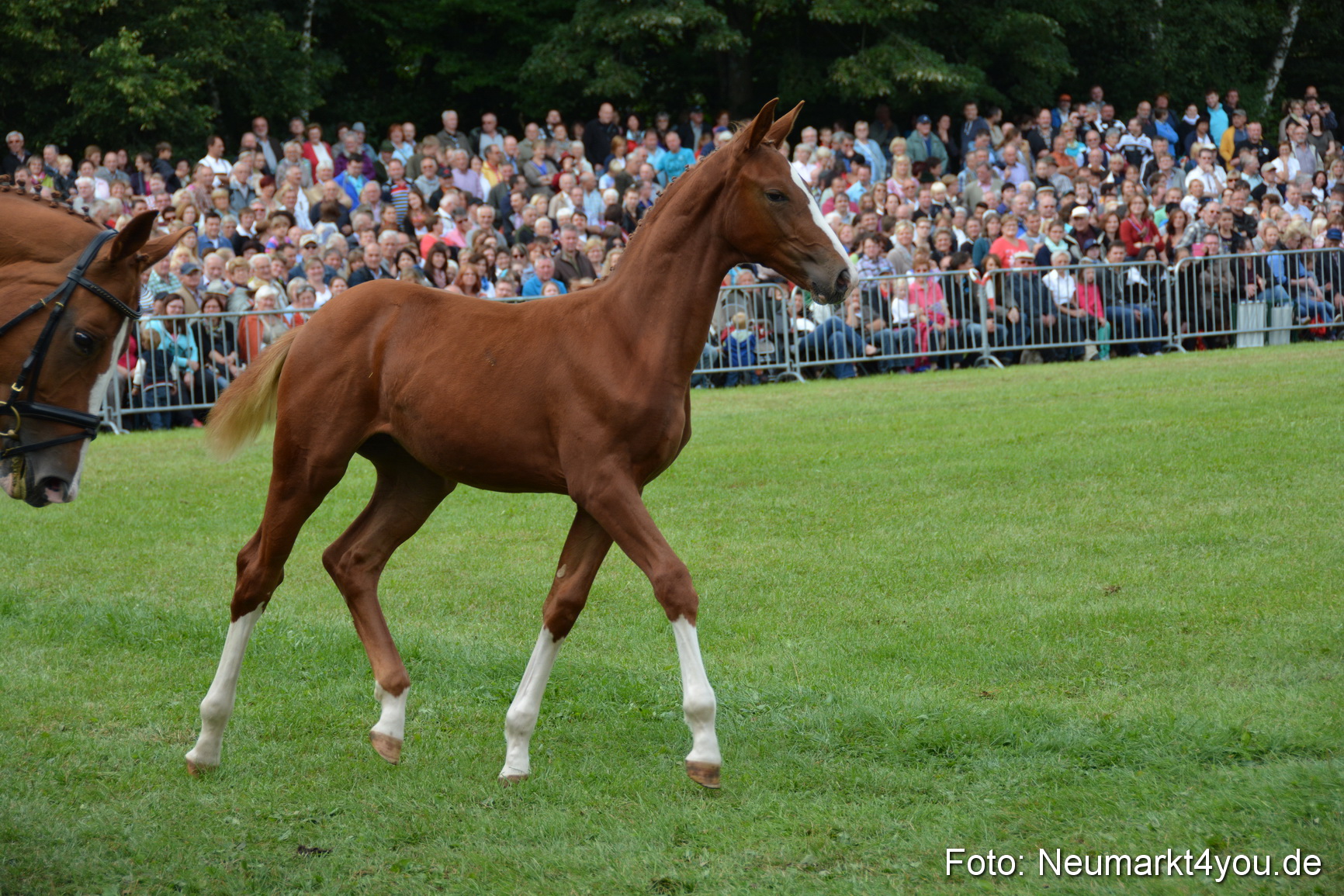 Pferdeschau JURA Volksfest 180814 0234