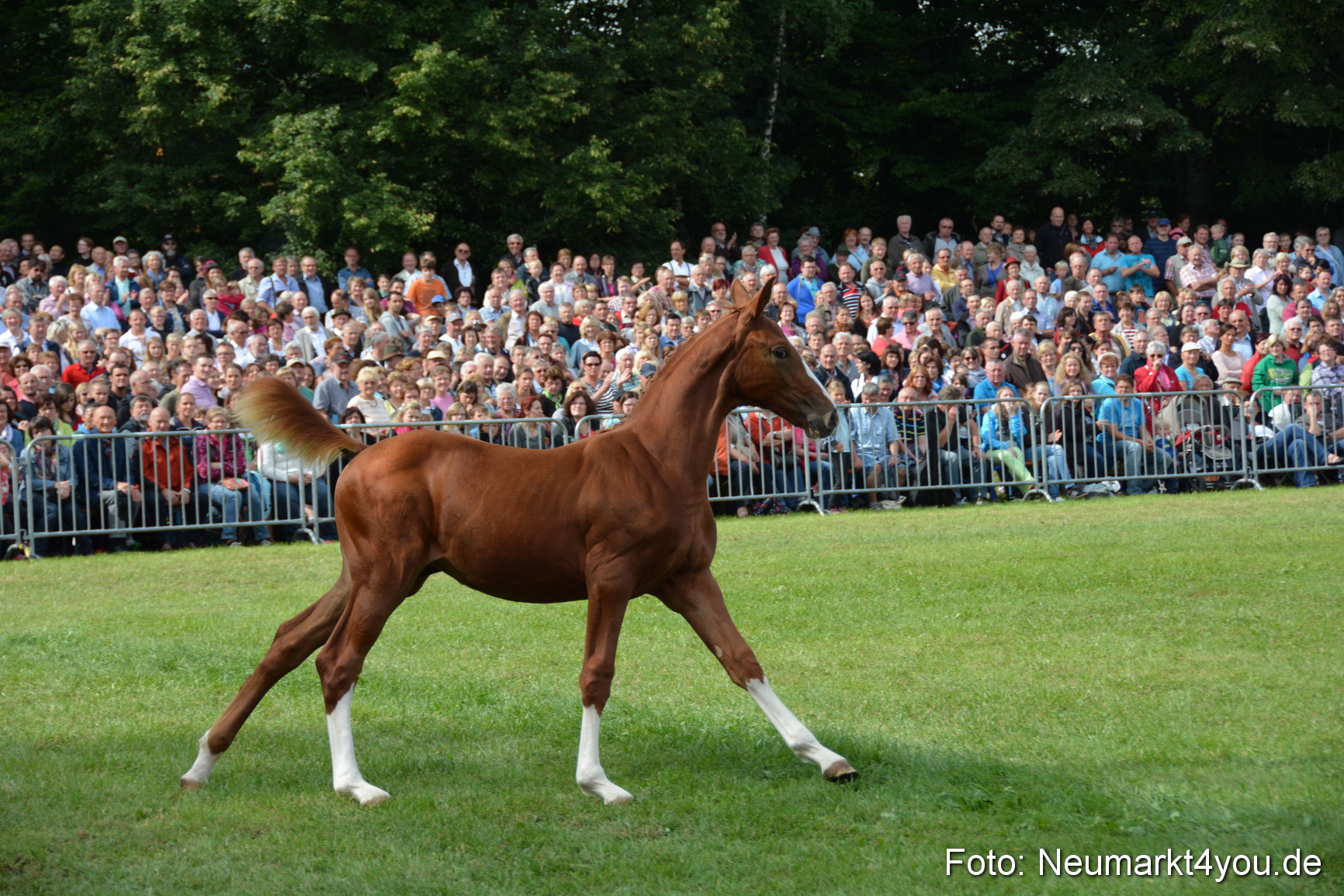 Pferdeschau JURA Volksfest 180814 0235