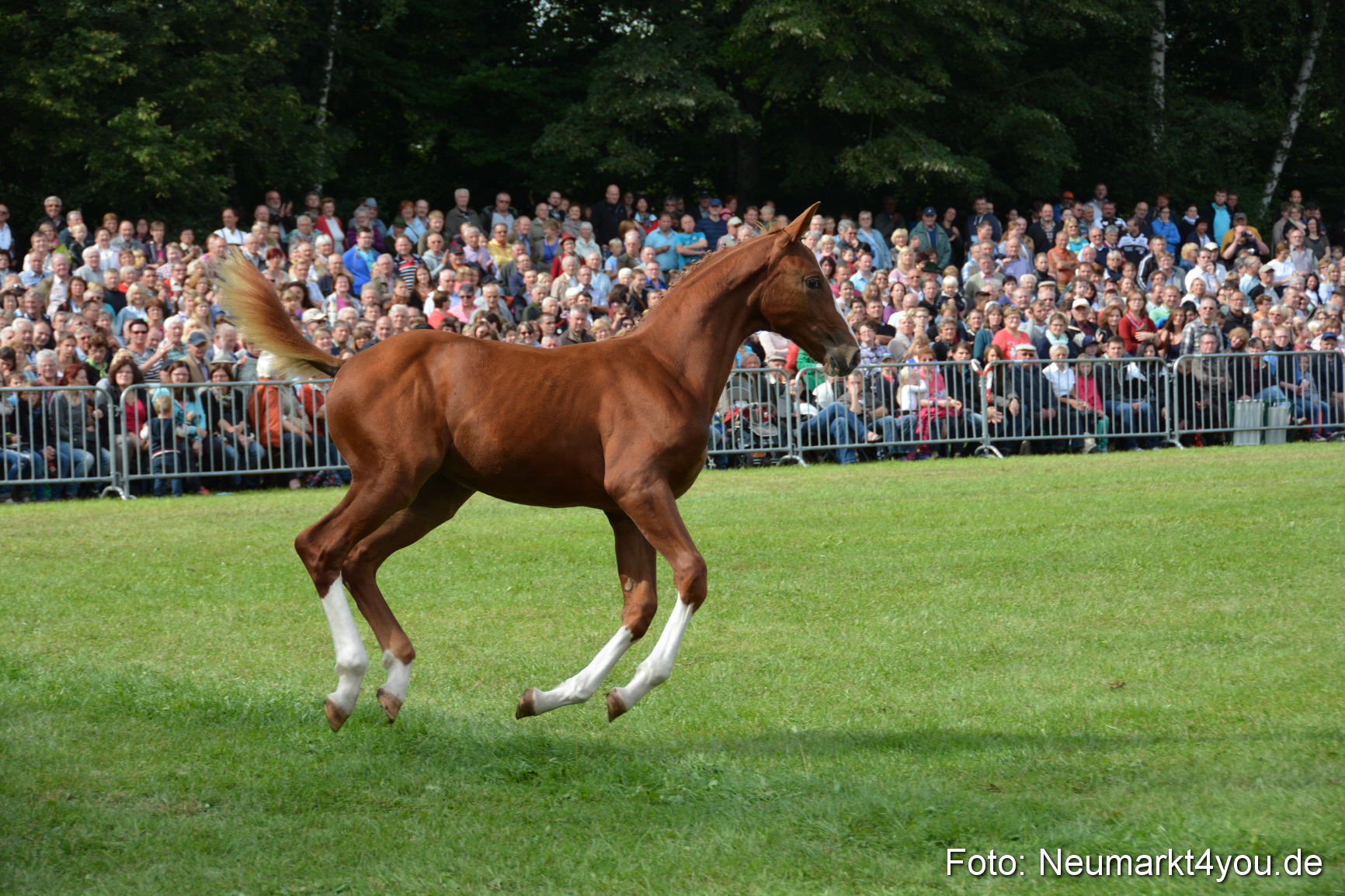 Pferdeschau JURA Volksfest 180814 0236