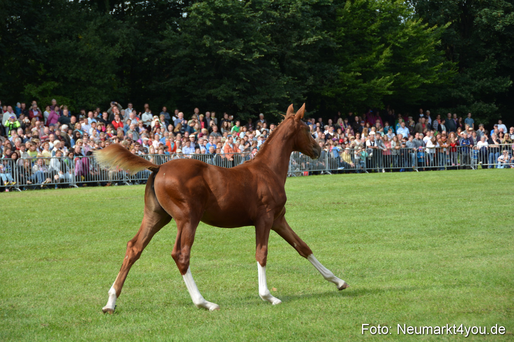 Pferdeschau JURA Volksfest 180814 0237