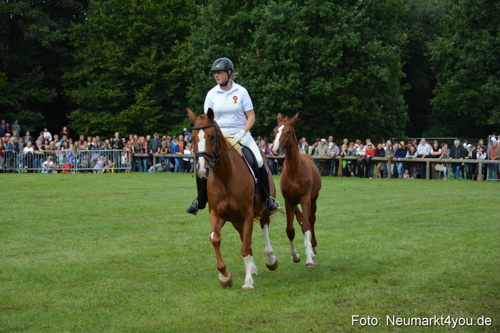 Pferdeschau JURA Volksfest 180814 0238