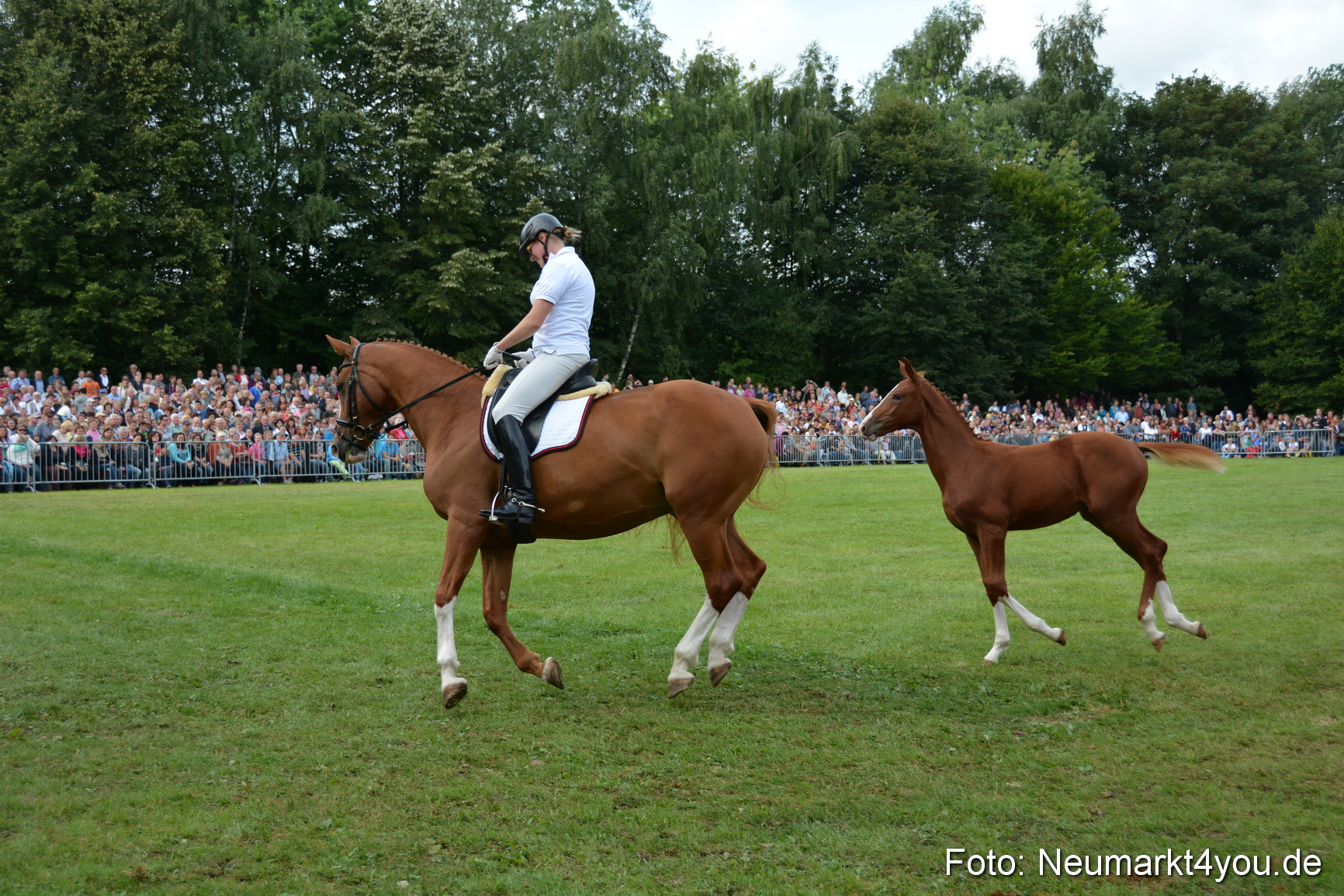 Pferdeschau JURA Volksfest 180814 0240