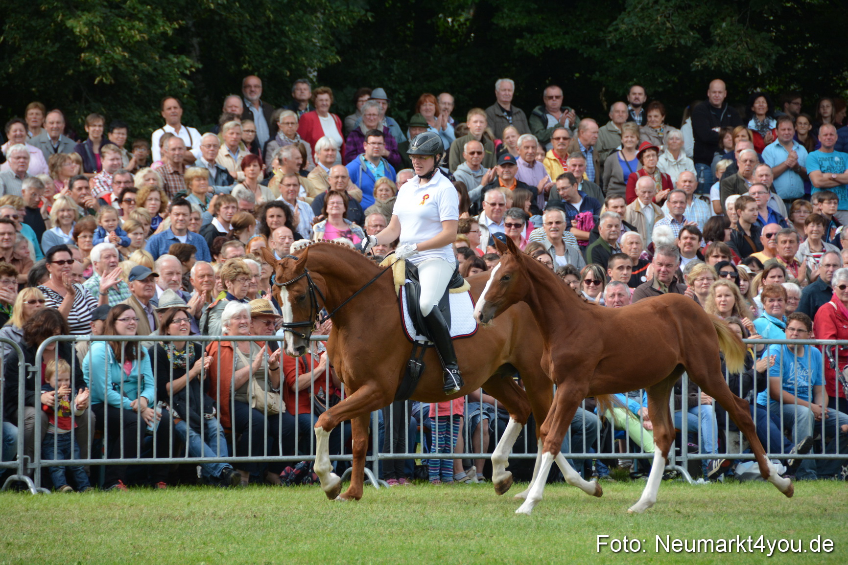 Pferdeschau JURA Volksfest 180814 0241