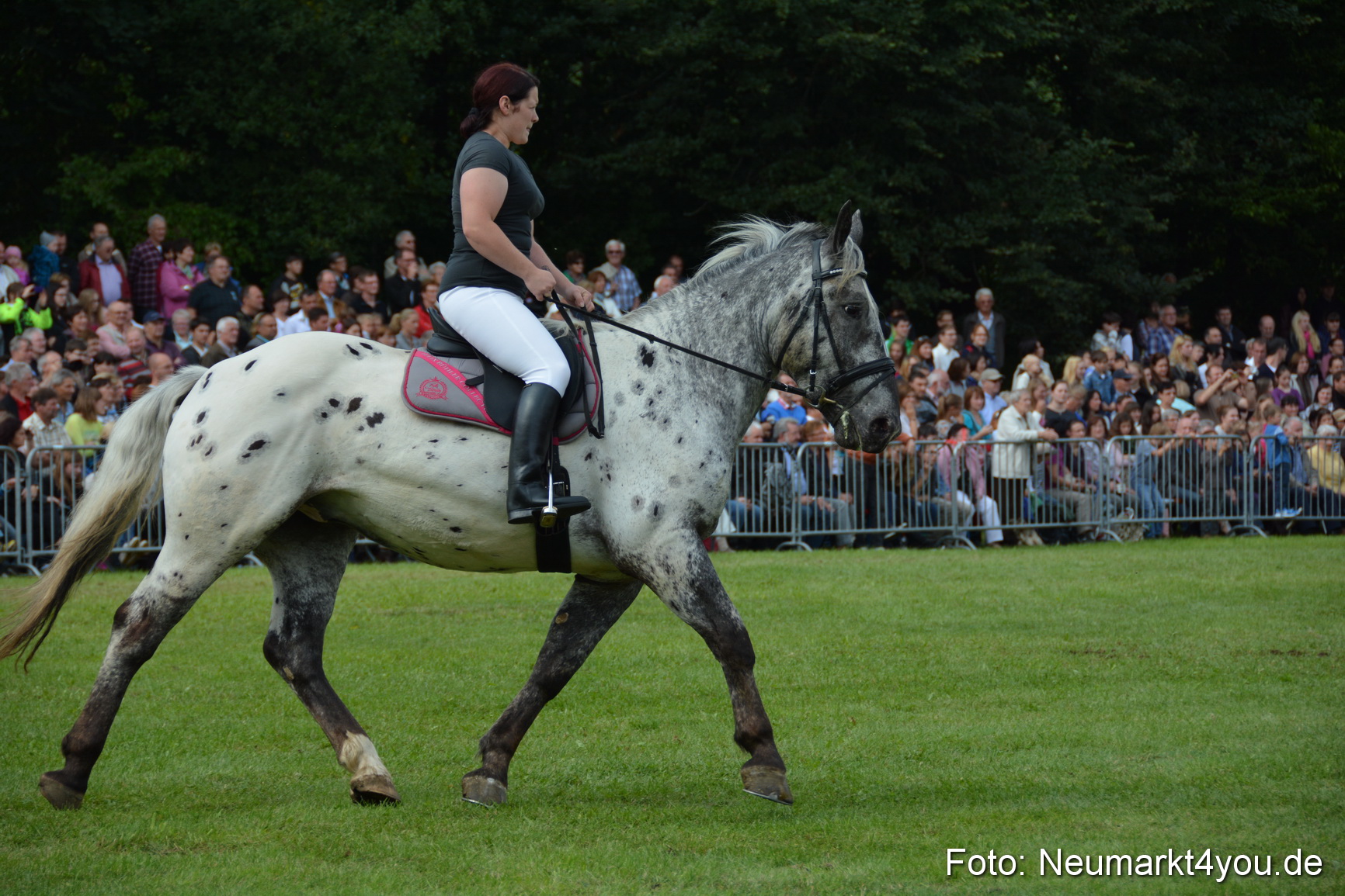Pferdeschau JURA Volksfest 180814 0244